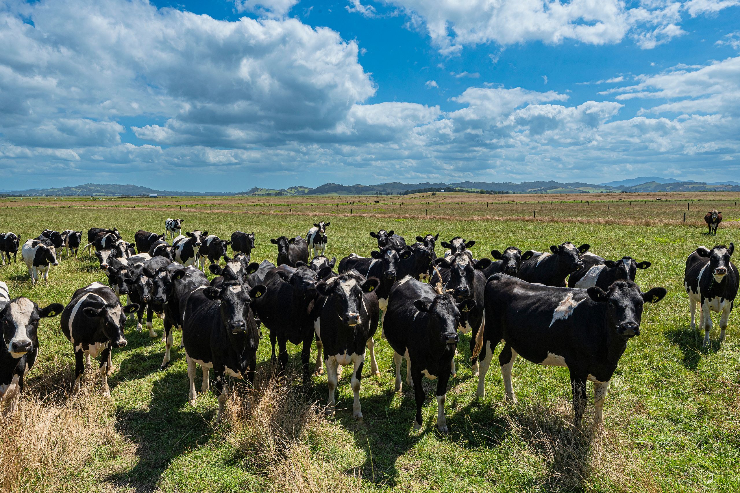 111 Corbett Road, Hikurangi, Whangarei District 0114 Rural Grazing