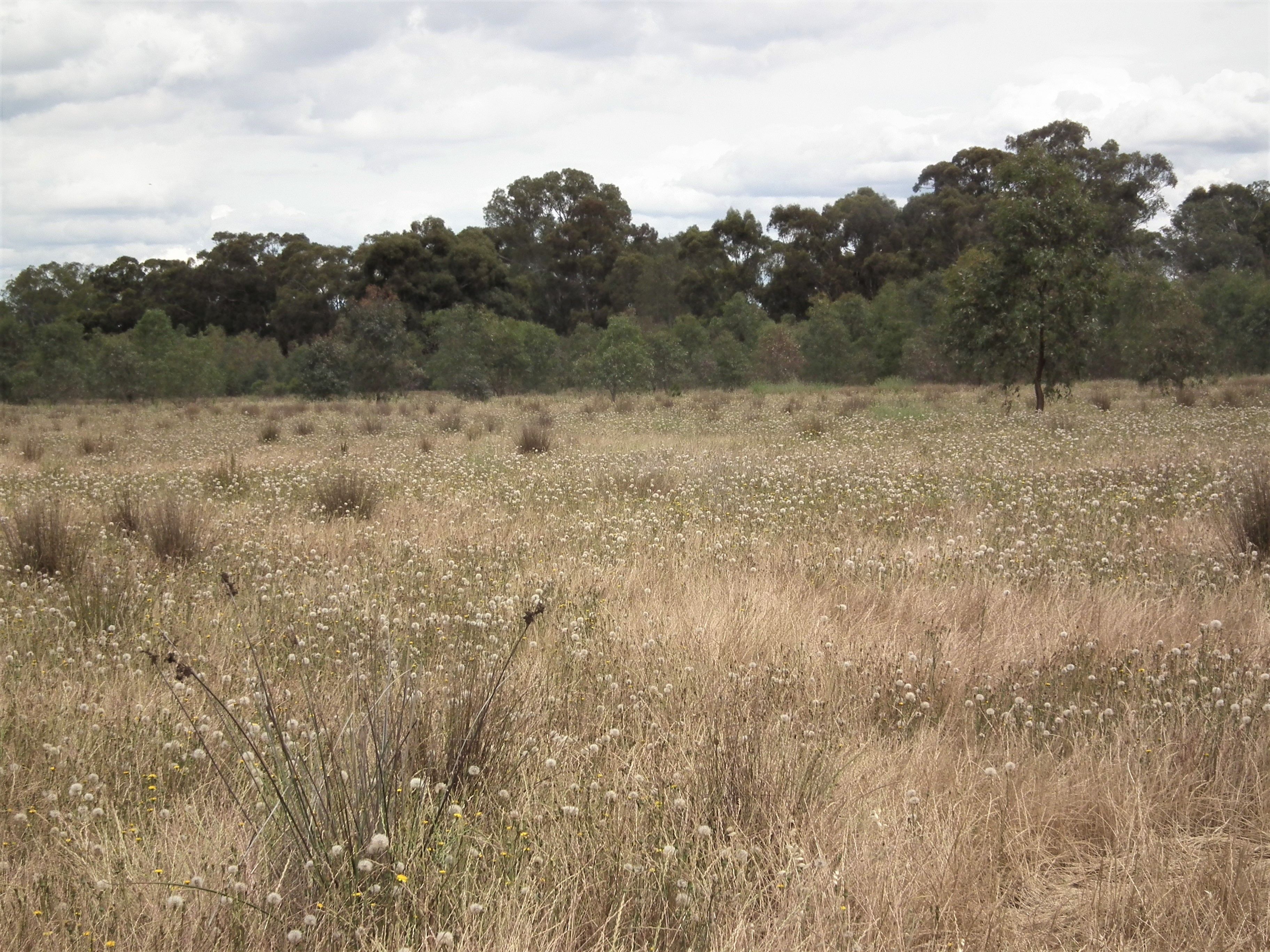 22 Wormangal-Wahring Road, Nagambie VIC 3608