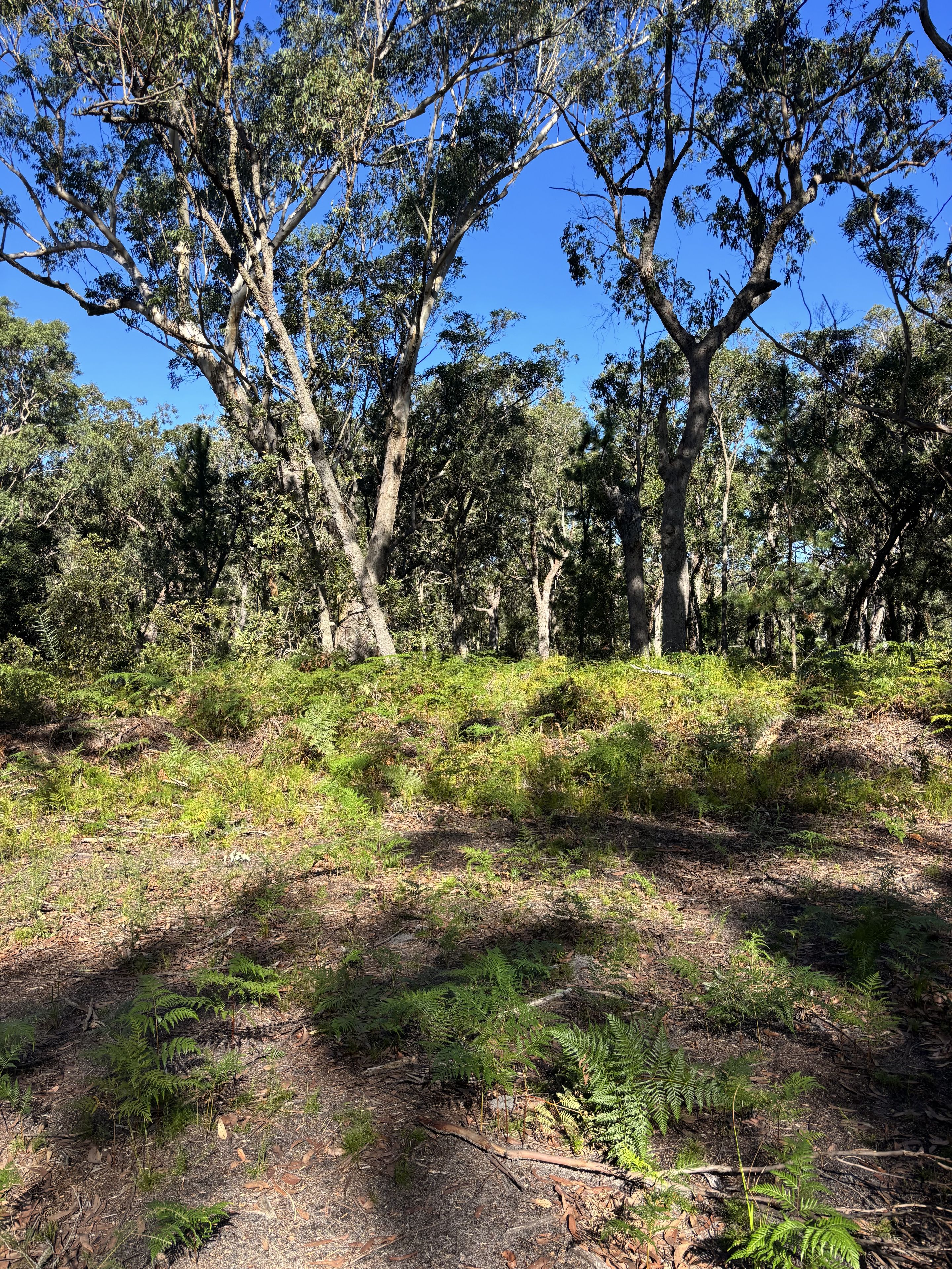 Nardoo Street — photo 6 of 9