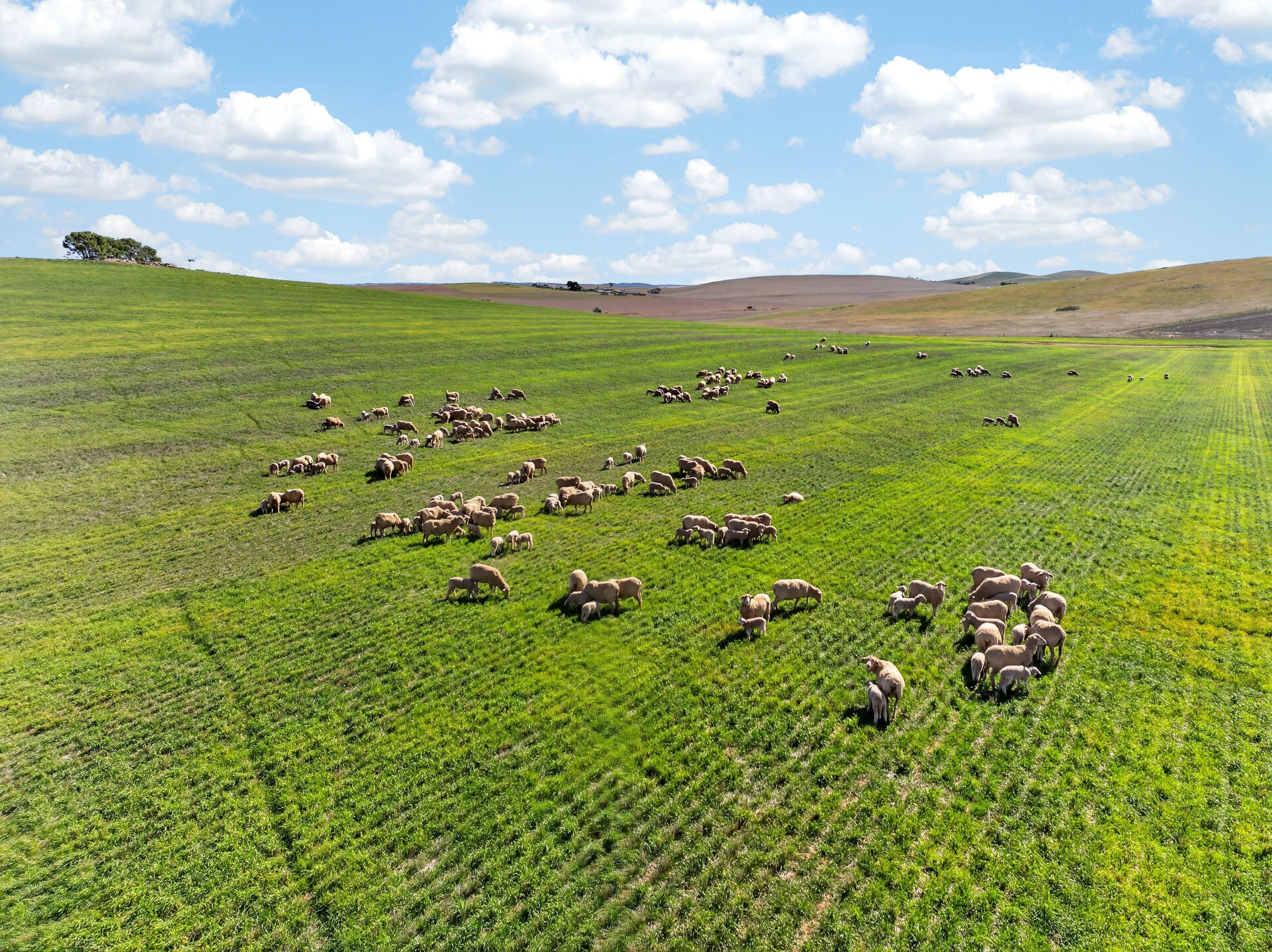 'Eudunda Hill' Thiele Highway — photo 16 of 30