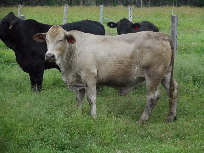 BUCCA, QLD 4670