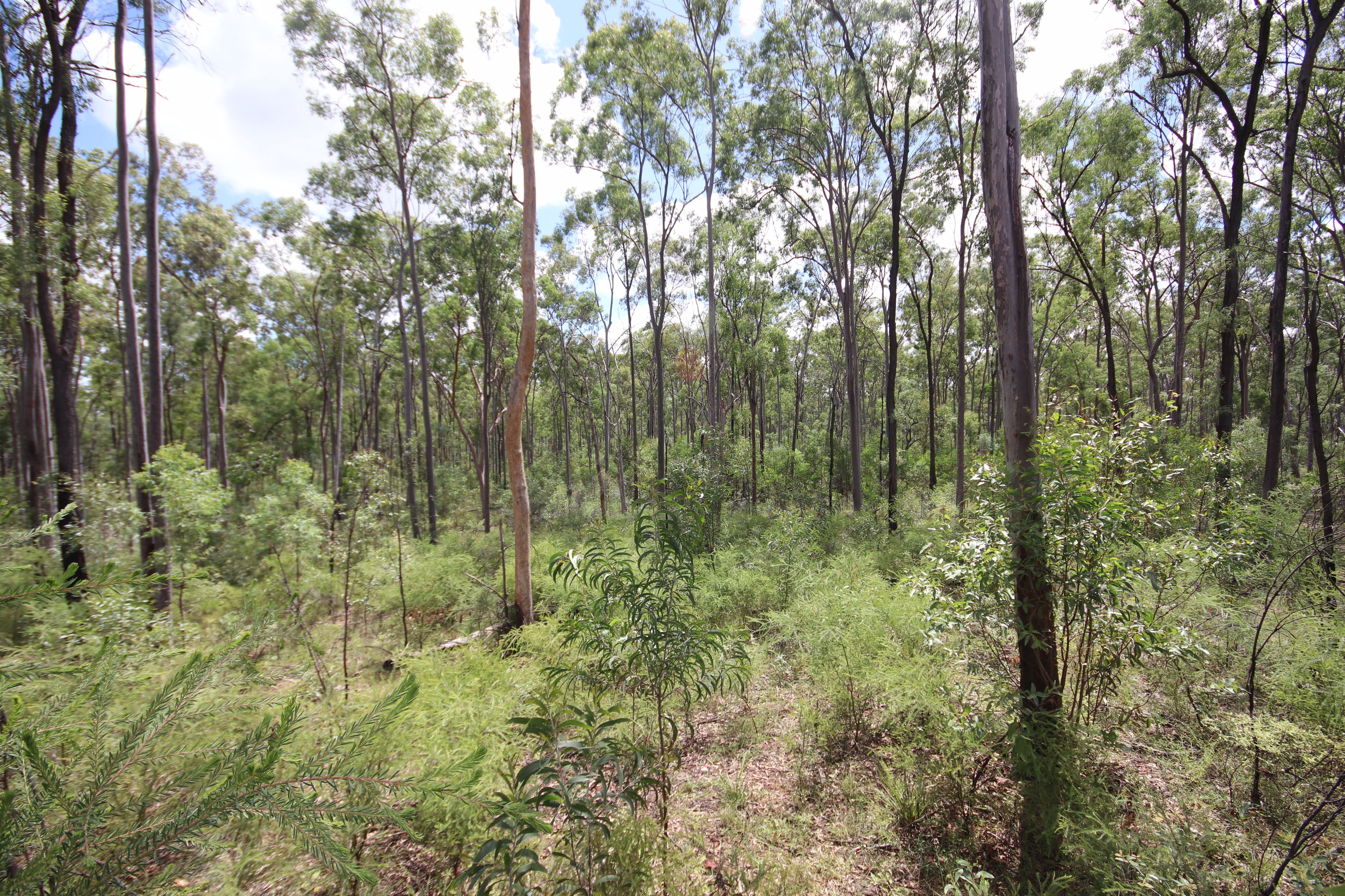'Greentree' MundubberaDurong Road, Mundubbera, QLD 4626 Rural