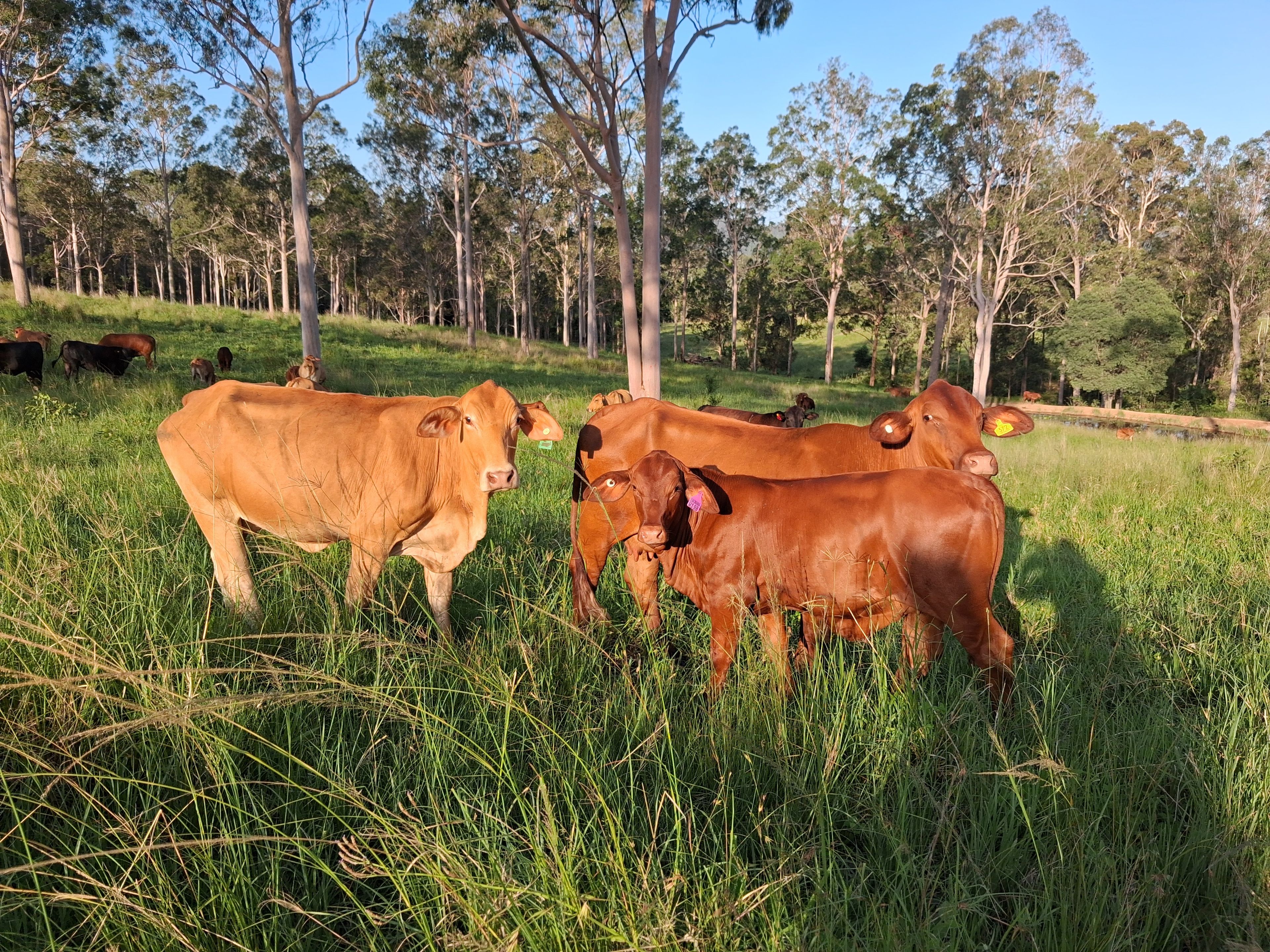 'The Mary Valley Farm' - A Rare Hinterland Legacy — photo 3 of 30