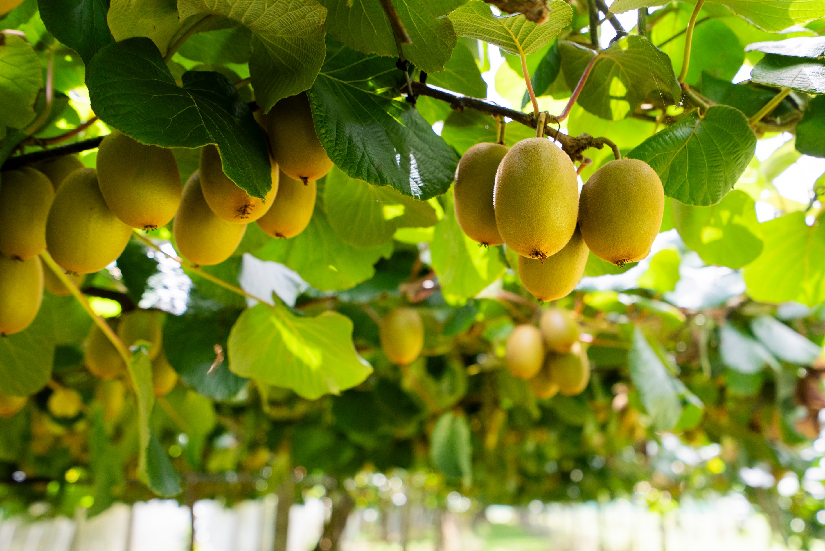 457 Whatitiri Road, Poroti, Whangarei District