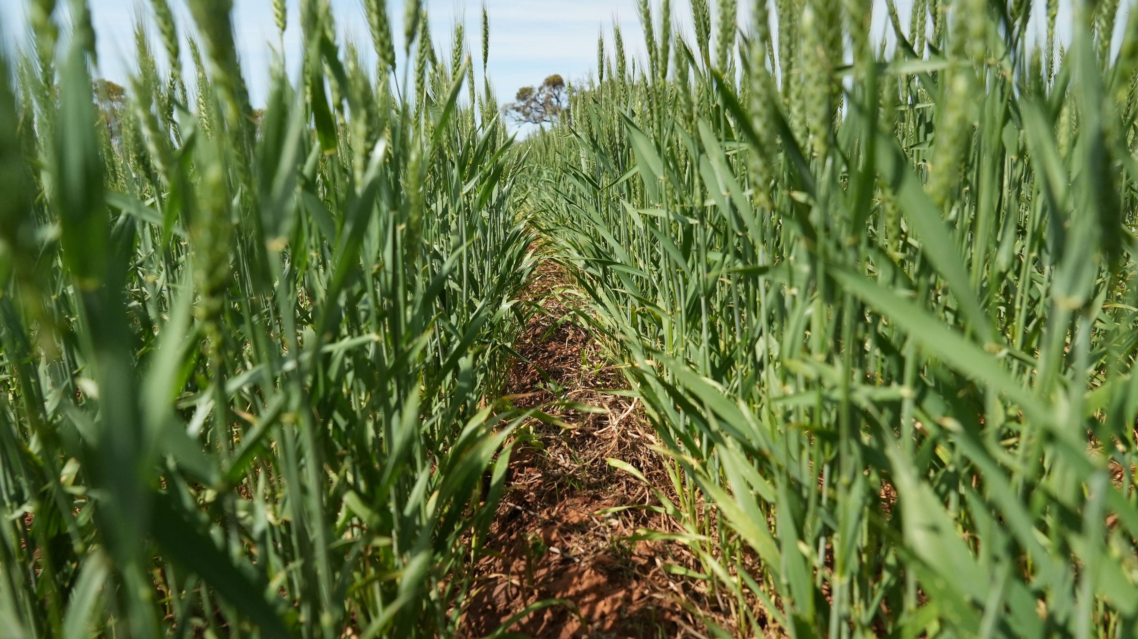 'Terry's' Foote Road, Neales Flat, SA 5374 Sold Rural Cropping