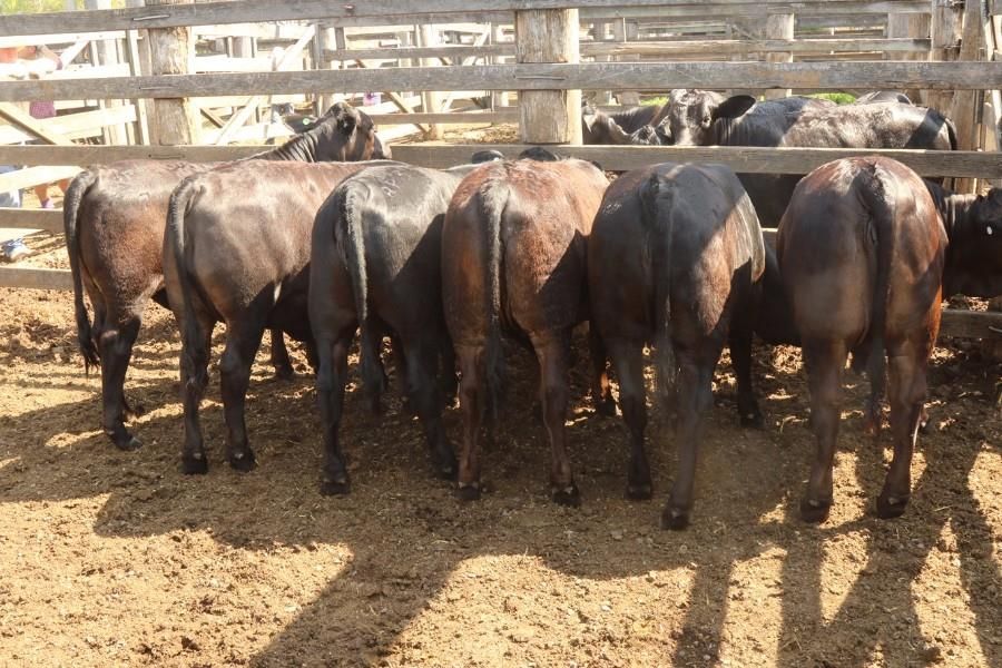 GRACEMERE, QLD 4702