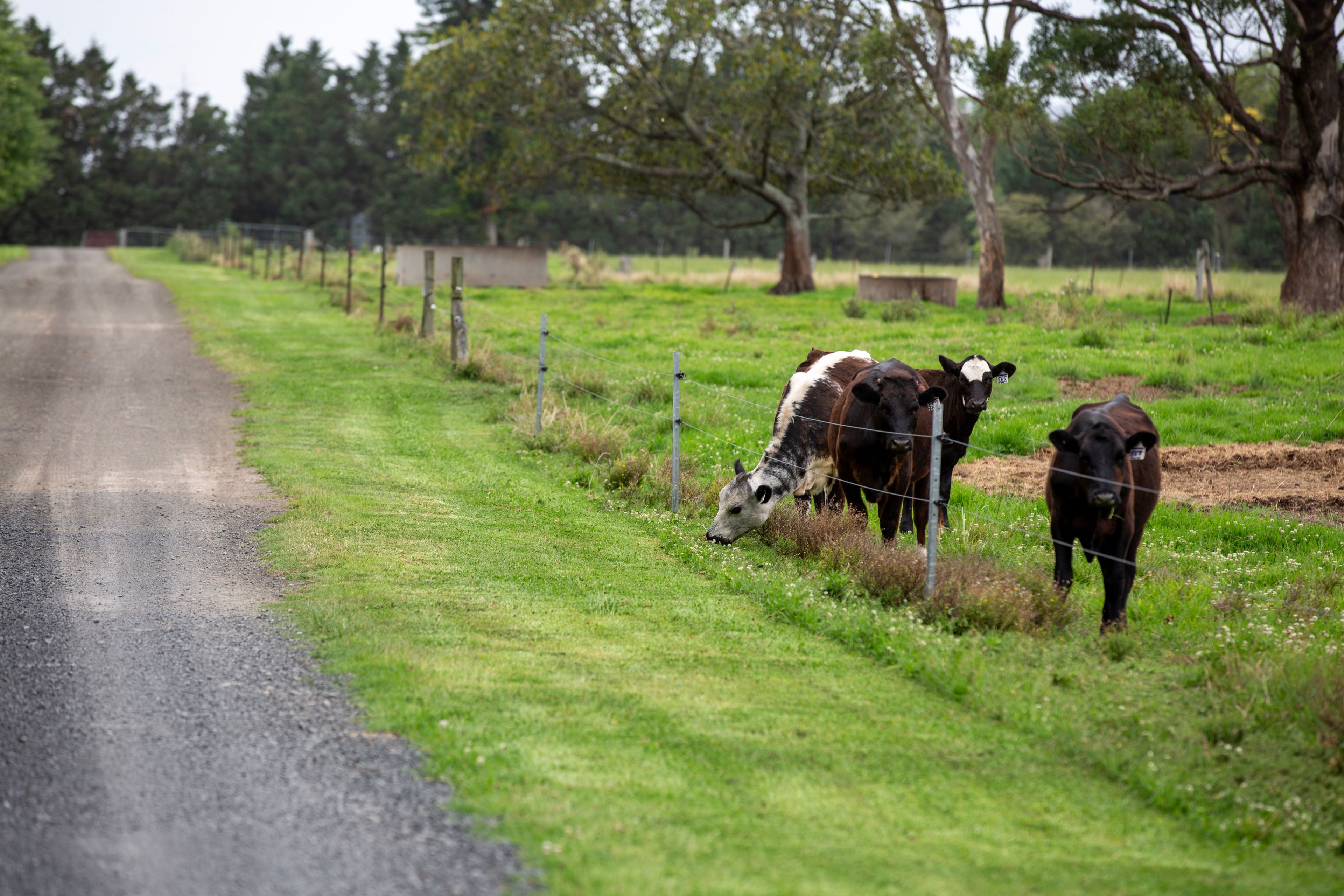 11 Grahams Road, Meroo Meadow, NSW 2540 Acreage/SemiRural for Sale