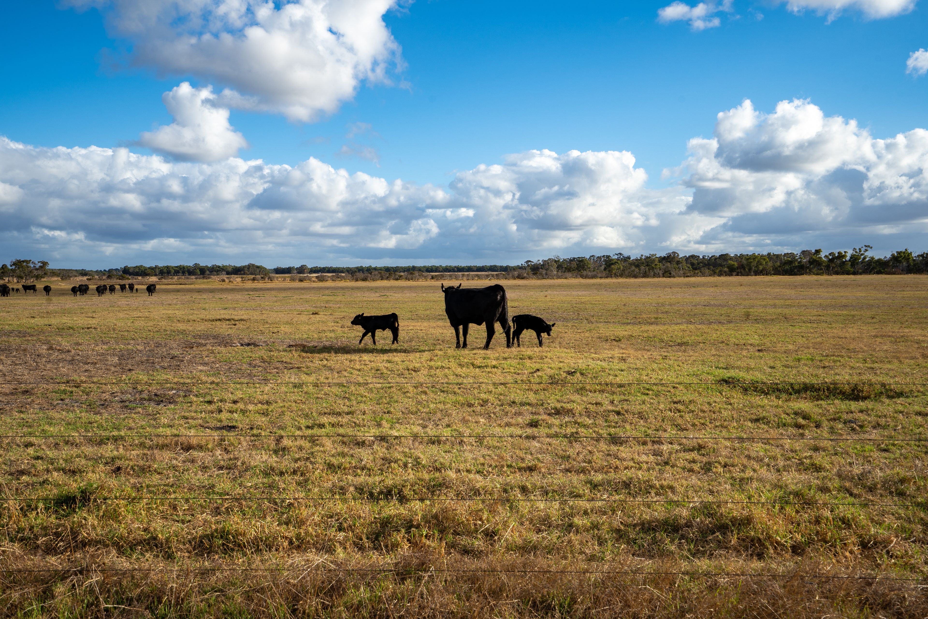Lot 474 Yellanup Road, Narrikup, WA 6326