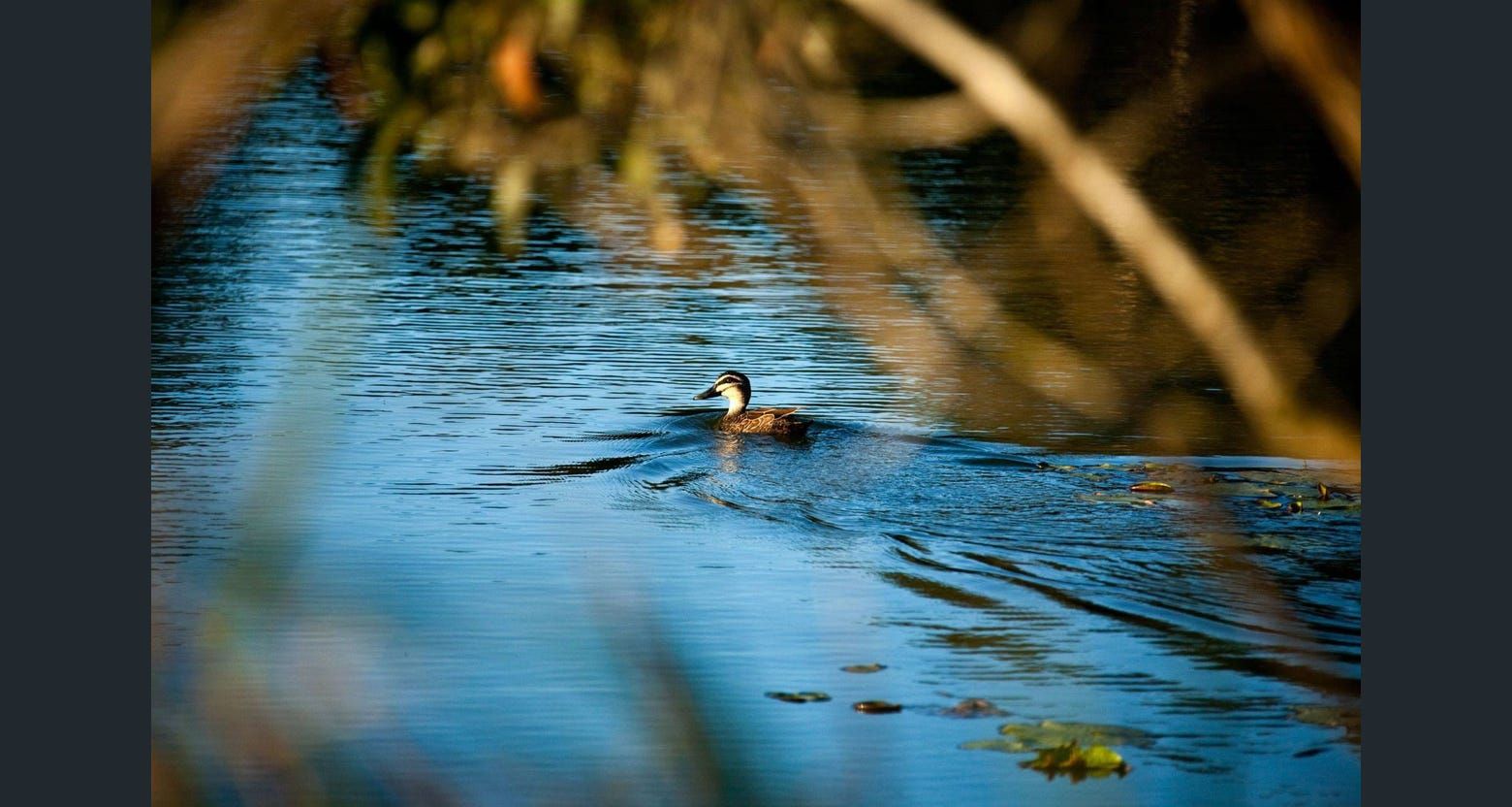 190 Ford Road, Burbank, QLD 4156