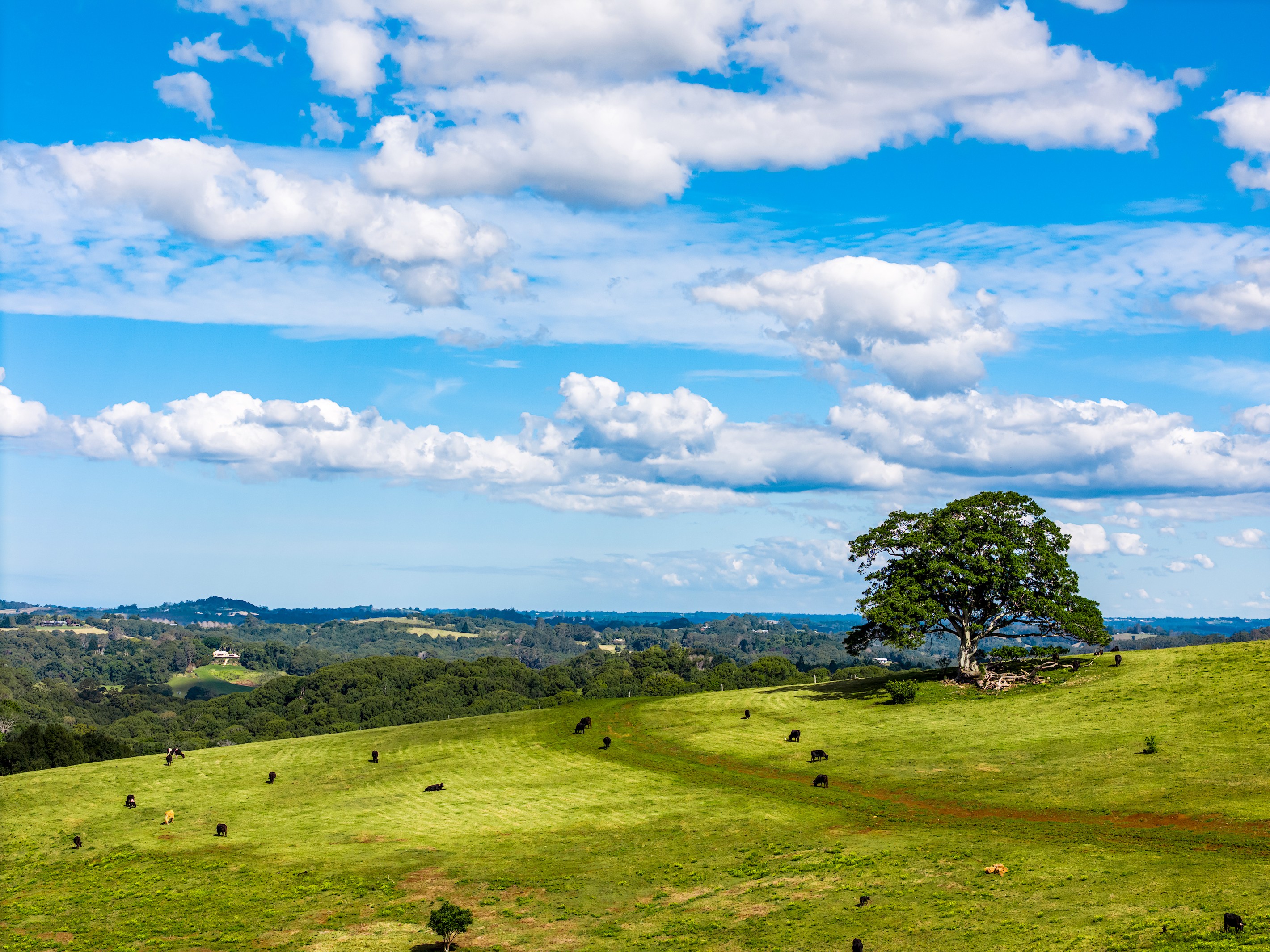 369 Coolamon Scenic Drive, Coorabell, NSW 2479