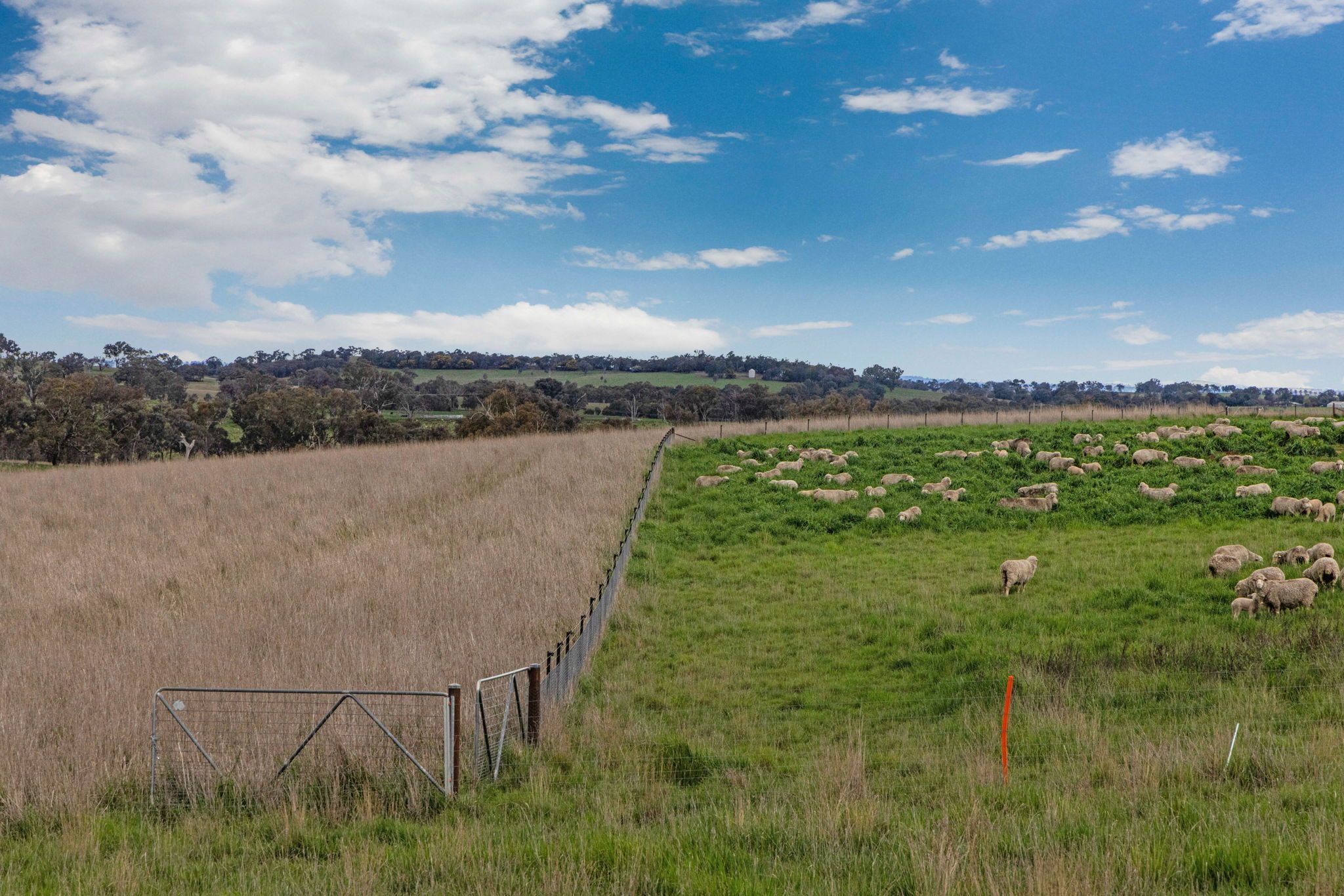 "Reynoldsdale", 1056 Lachlan Valley Way — photo 29 of 30