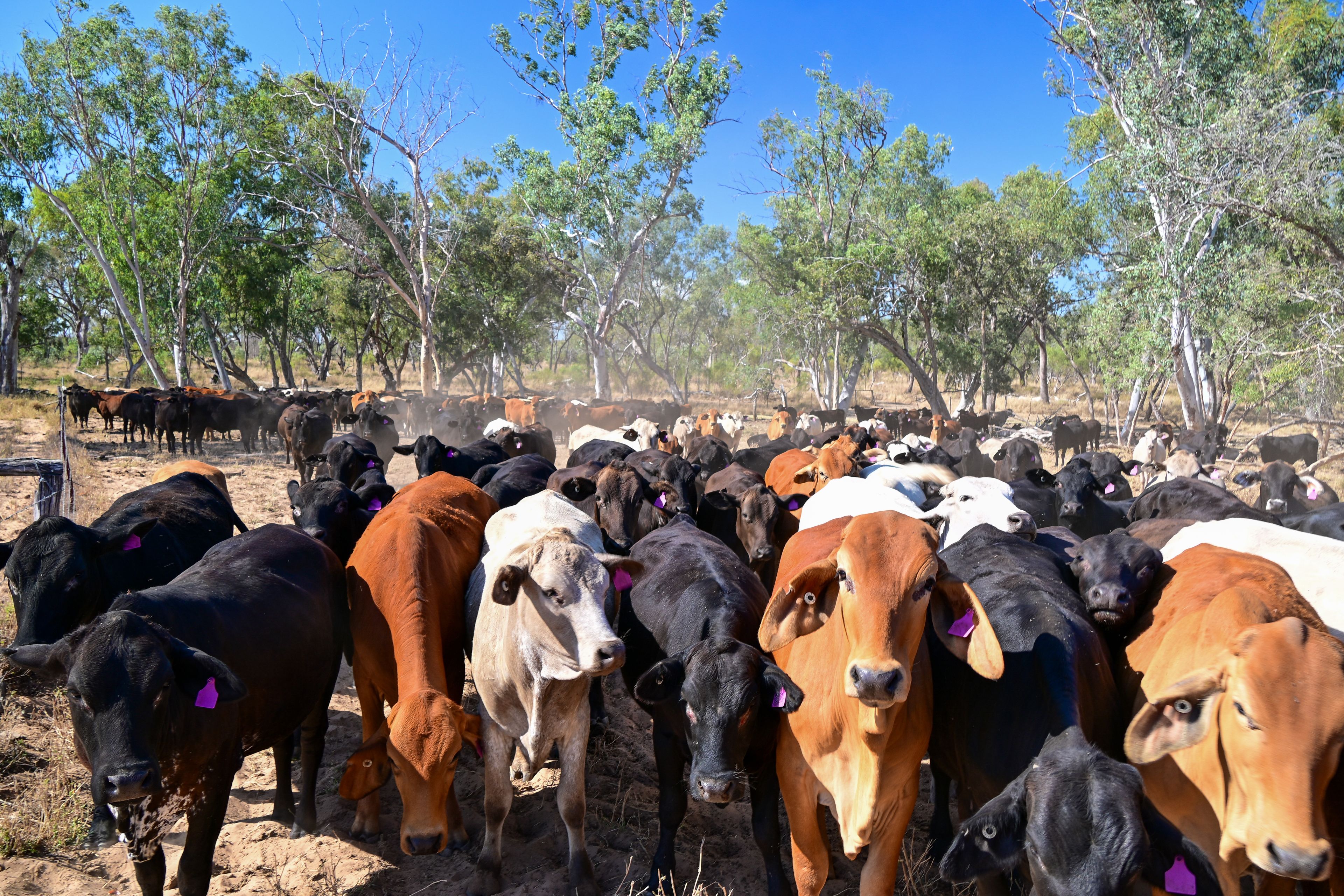 'East Top' Bygana Laglan Road — photo 16 of 18