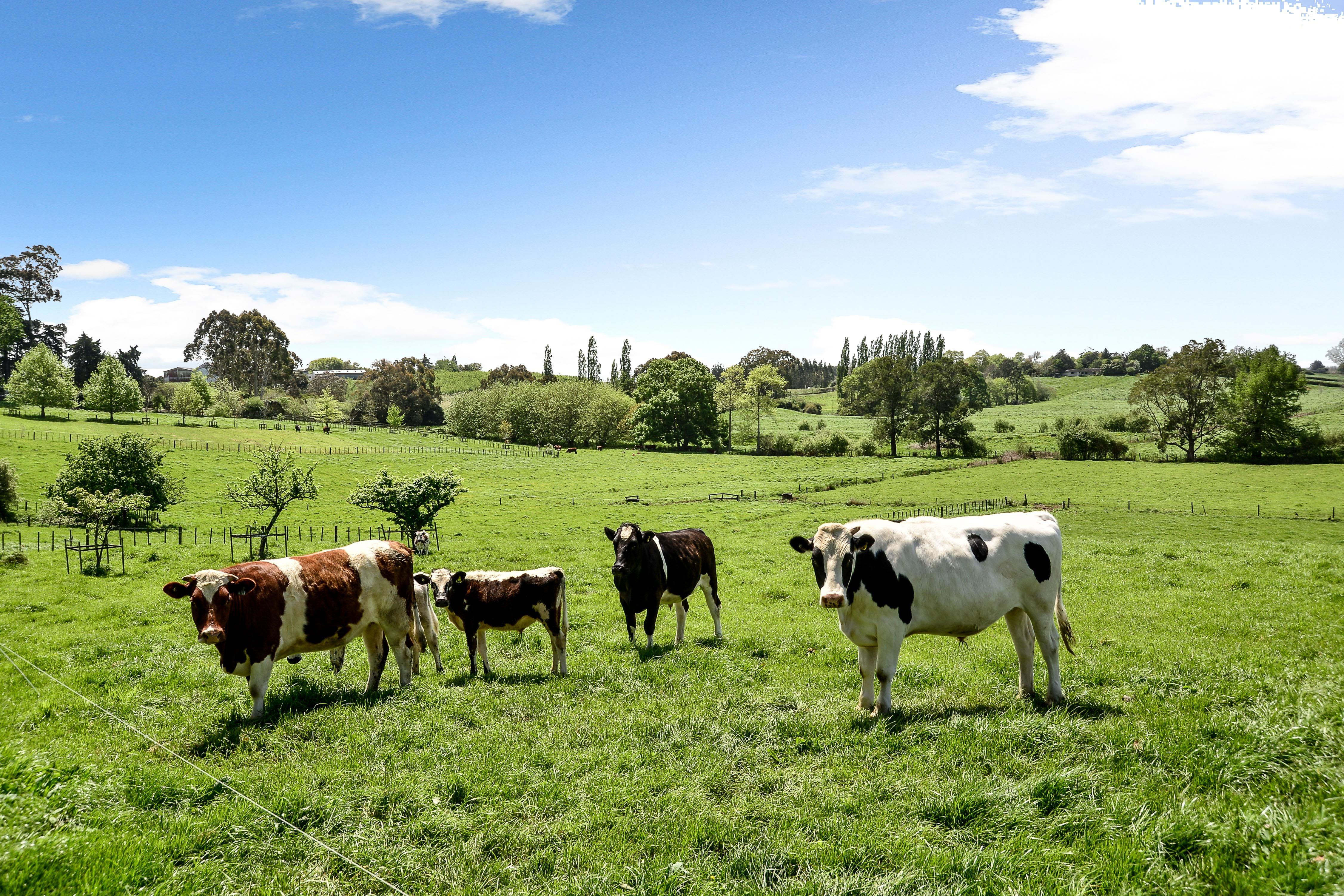 3323 Ohaupo Road, Rukuhia, Waipa District
