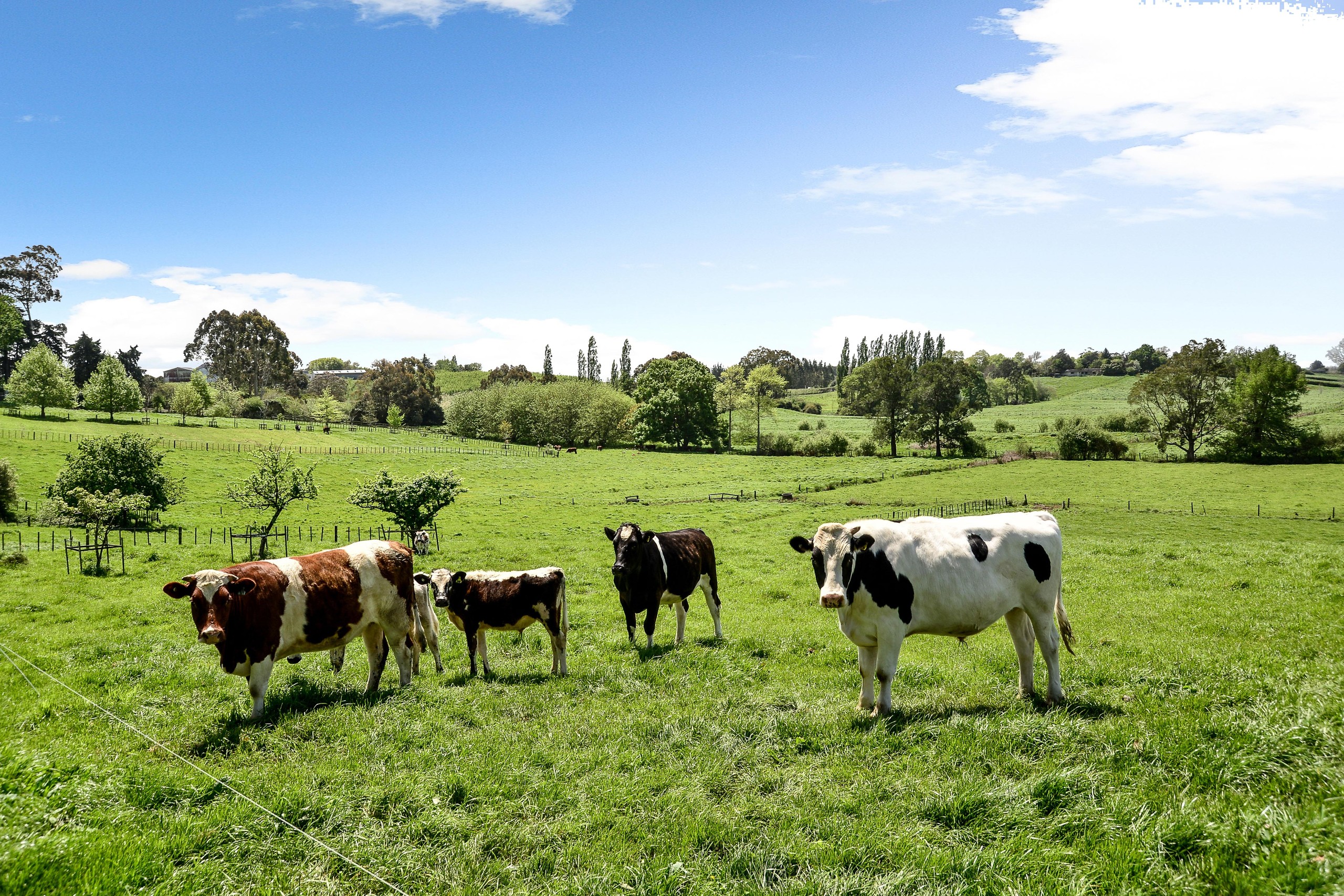 3323 Ohaupo Road, Rukuhia, Waipa District