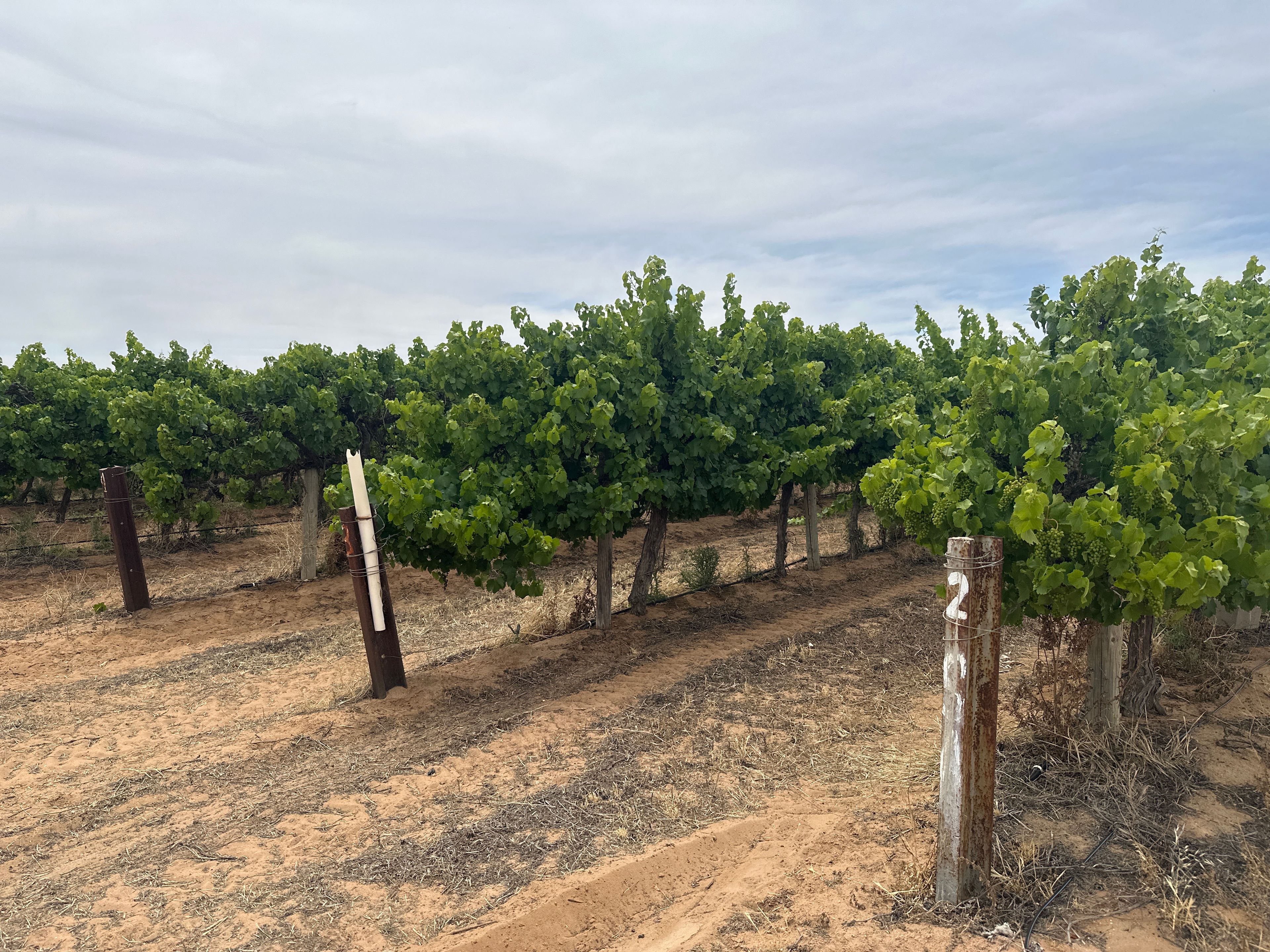 Lot 22 Brand Road, Cobdogla, SA 5346