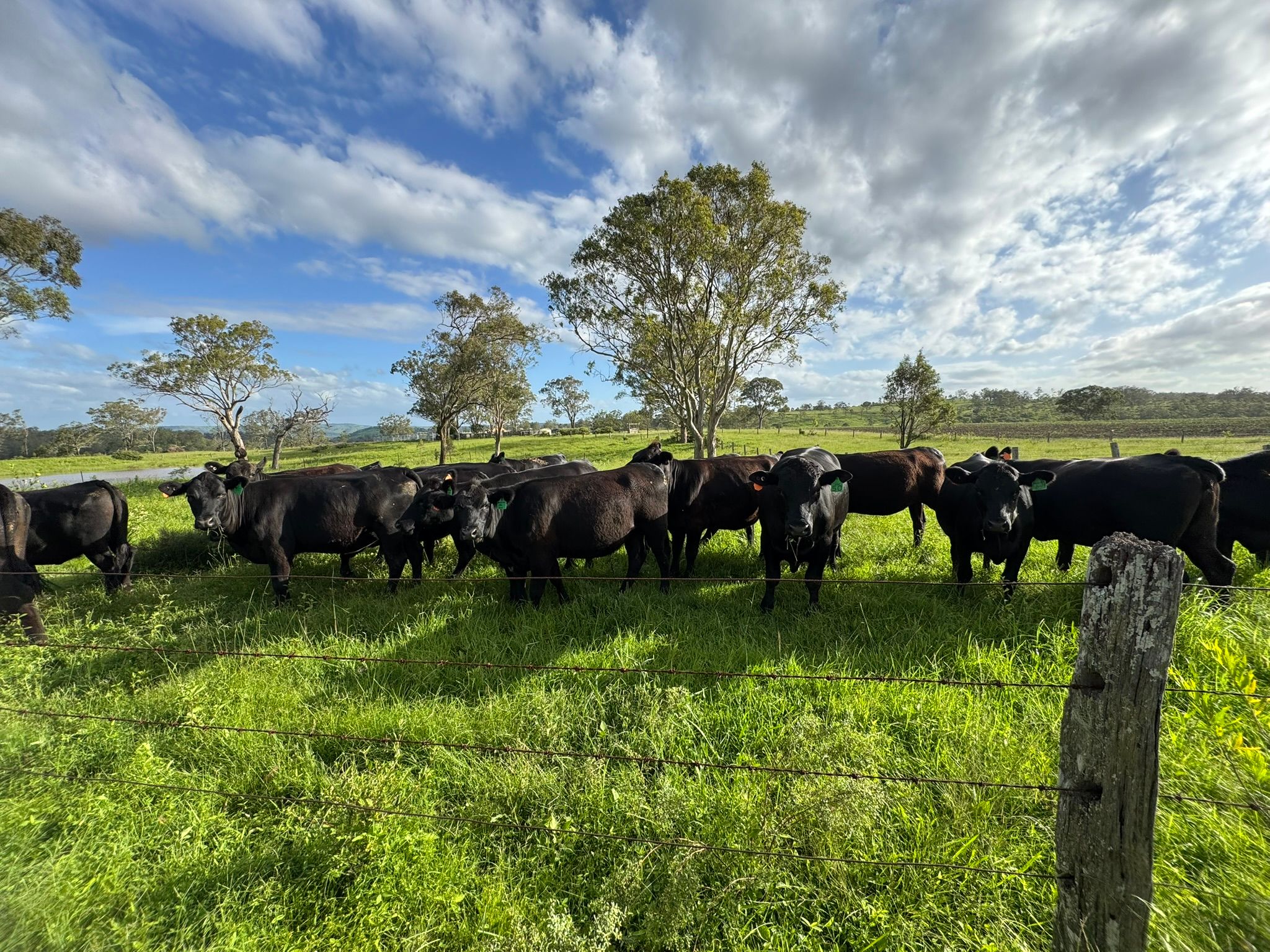 231 Dascombe Road, Coalbank, QLD 4352