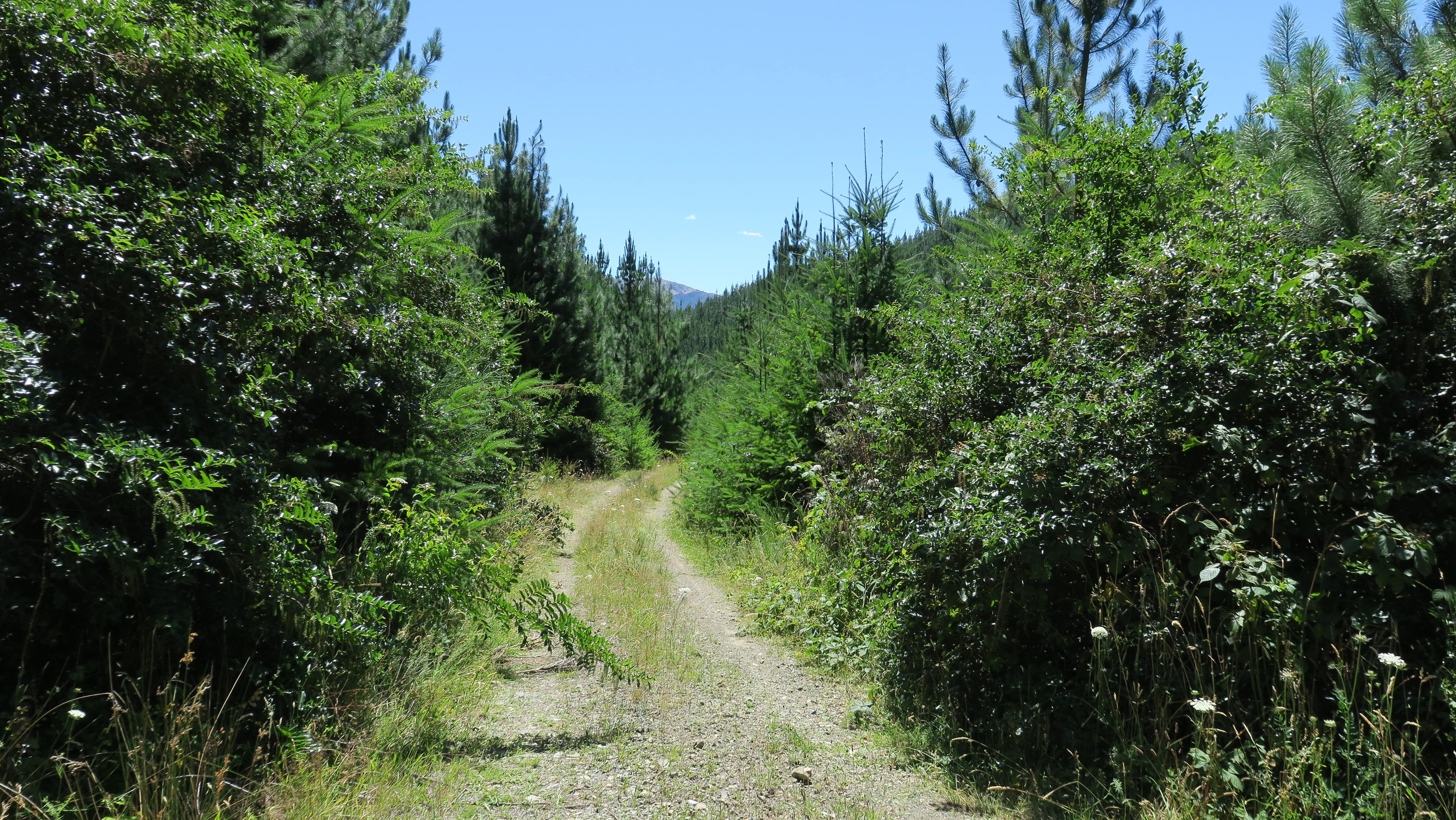 6555 State Highway 63, Wairau Valley, Marlborough District 7271 Rural