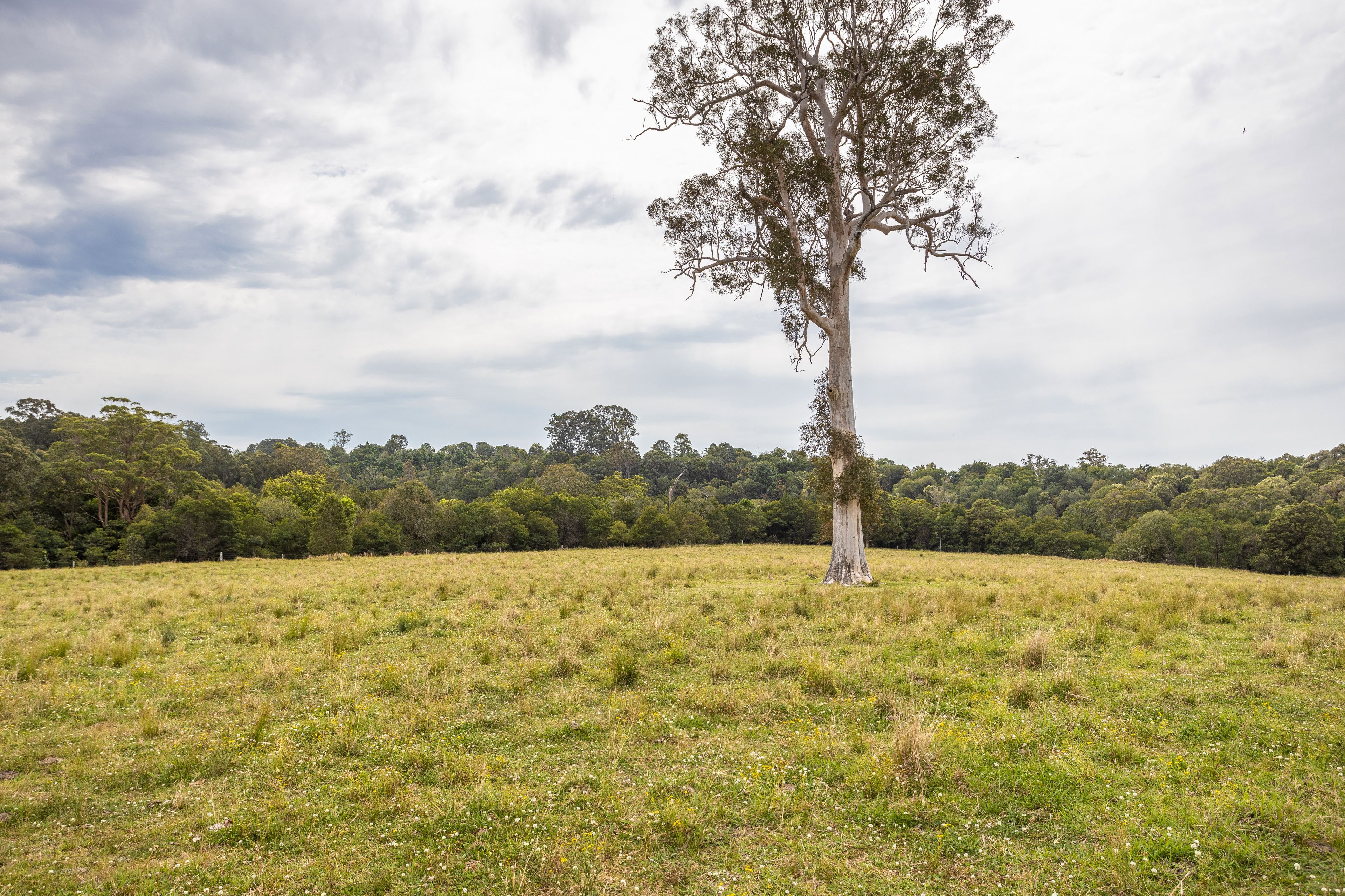 180 Norries Road, Bunyah, NSW 2429