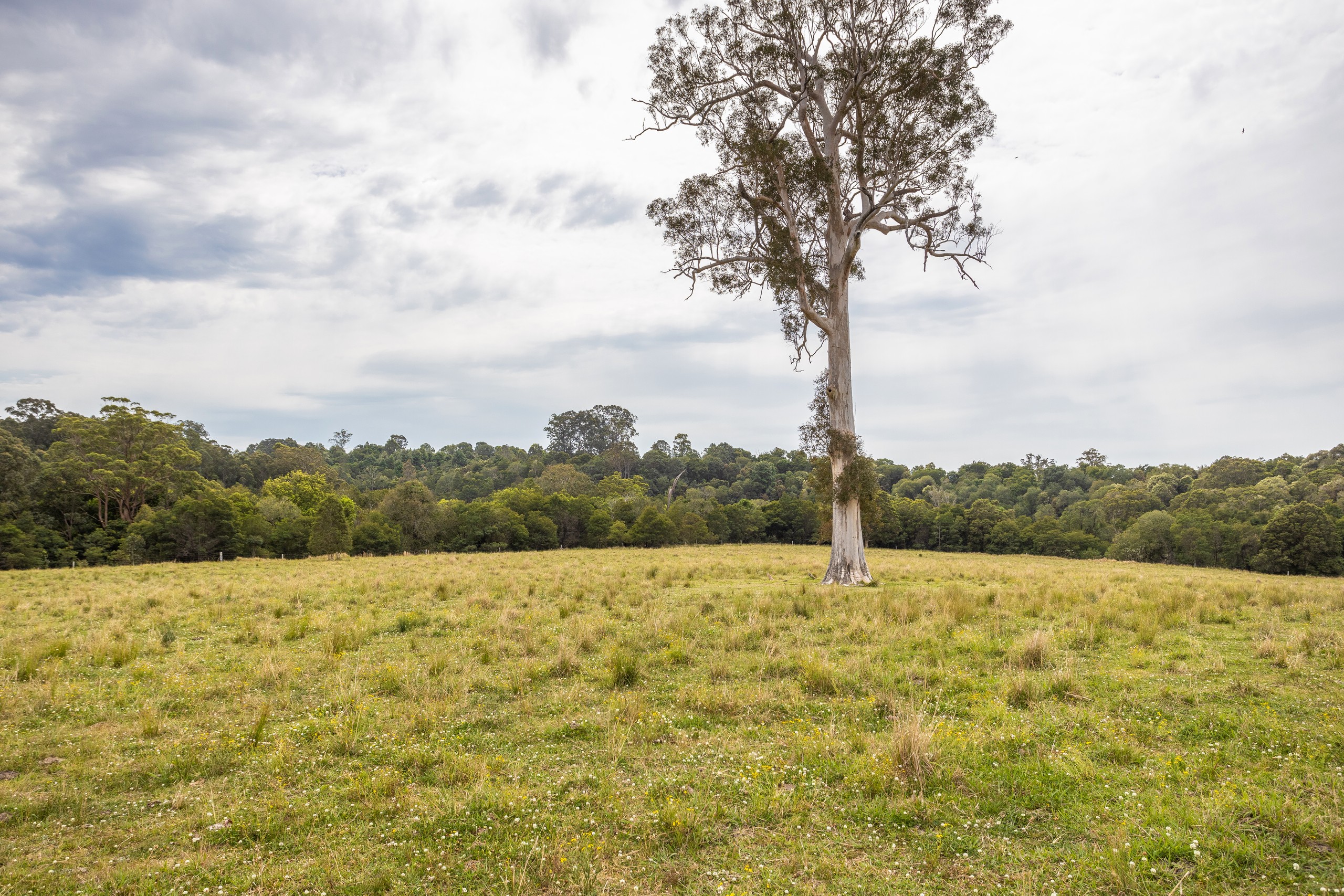 180 Norries Road, Bunyah, NSW 2429