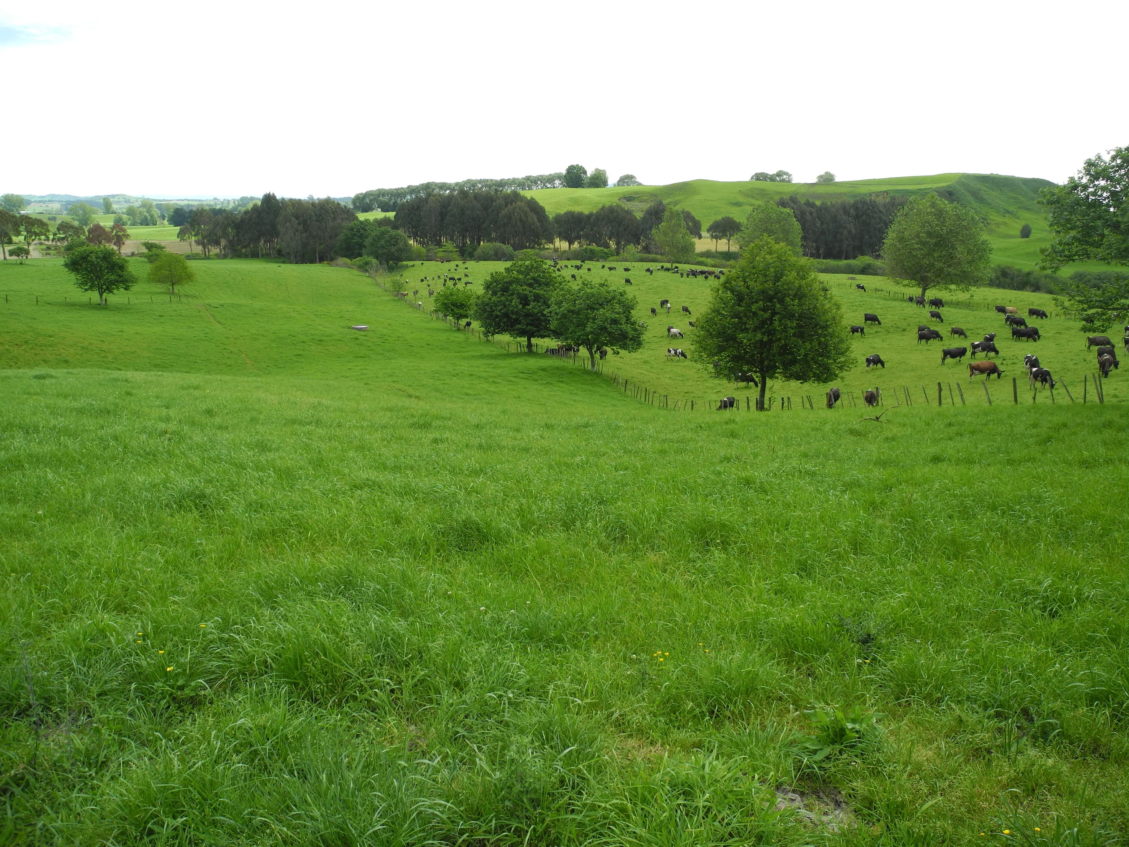 84 Owairaka Valley Road, Te Awamutu, Waipa District