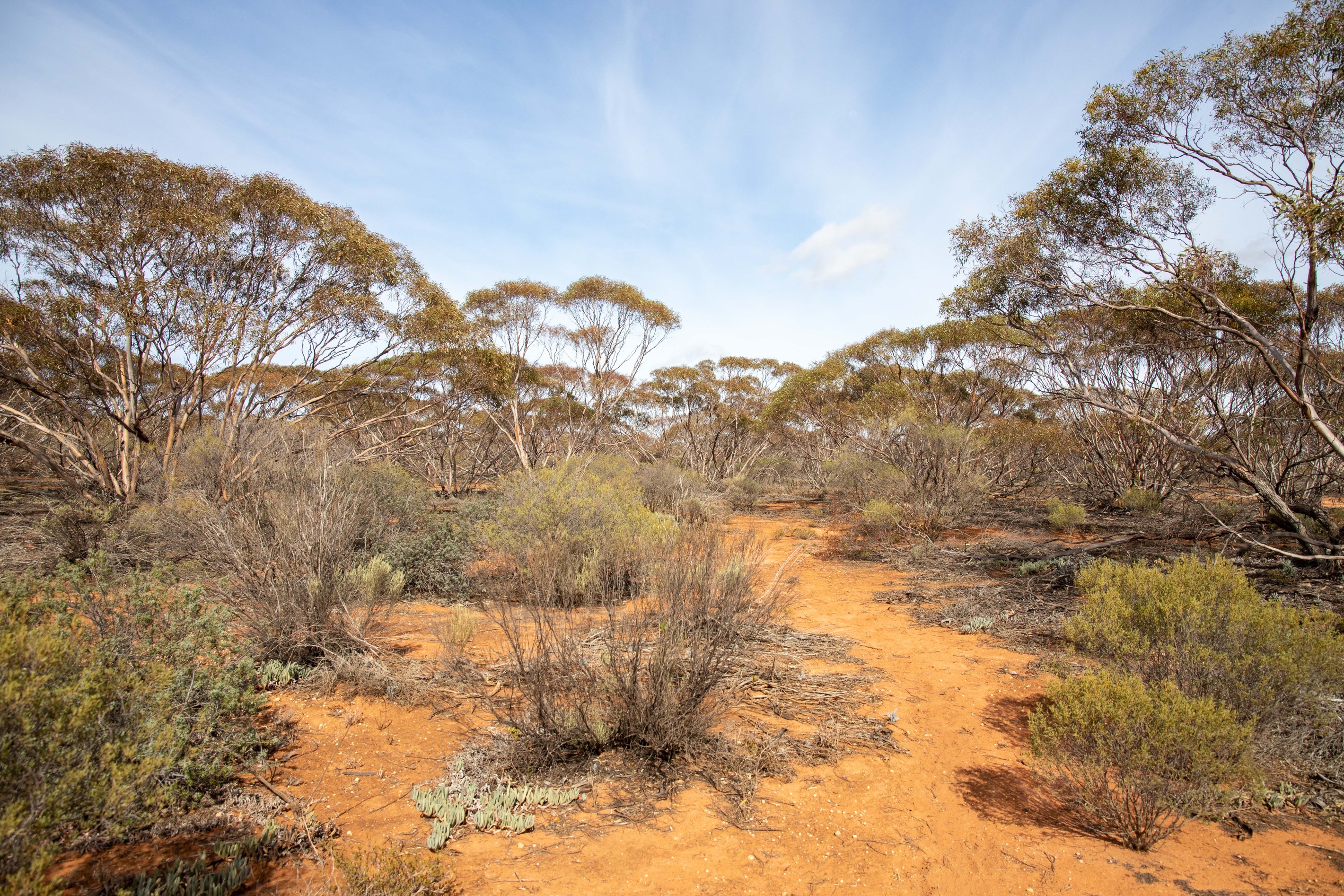 Lot 957 Warnecke Road, Monash, SA 5342