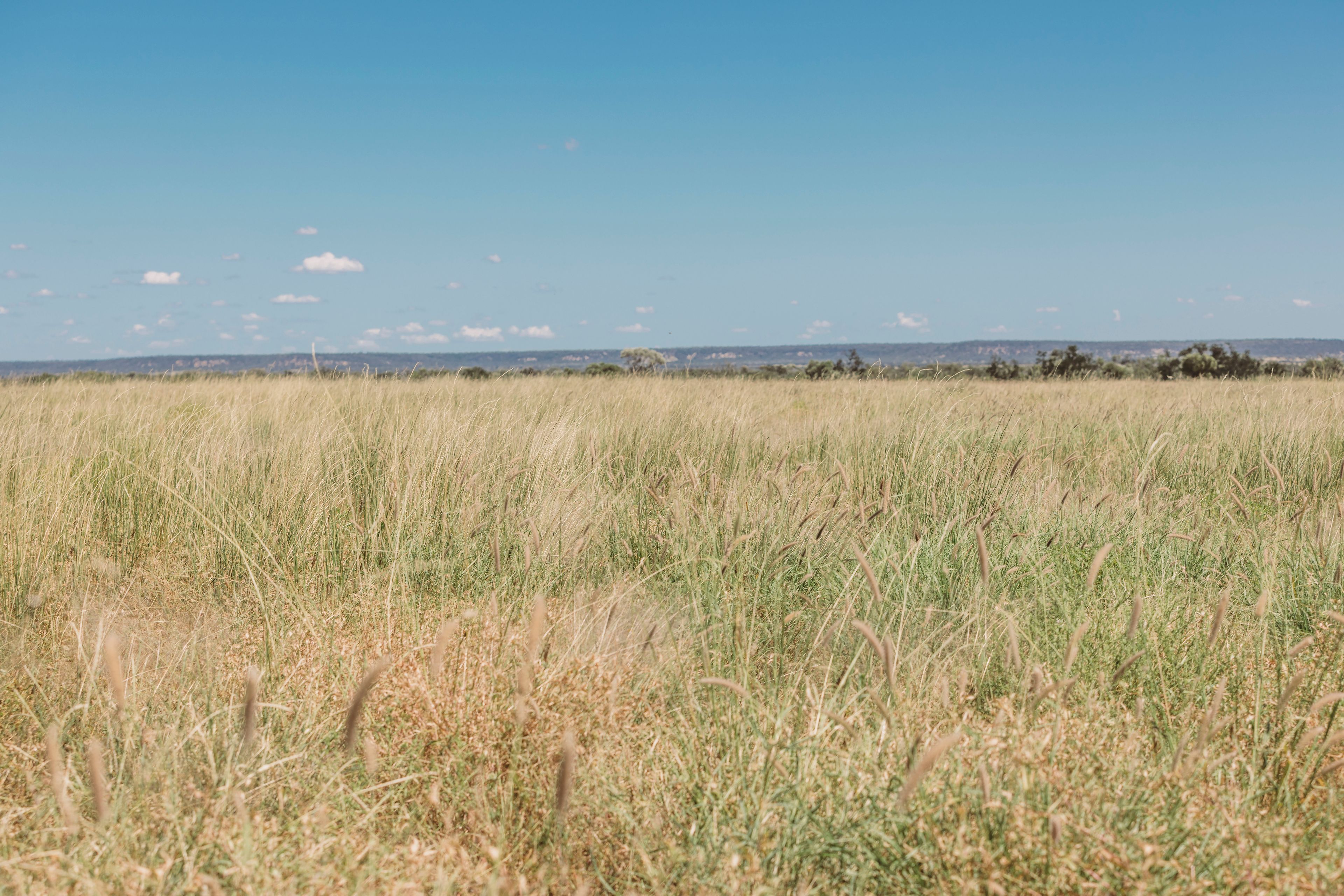 "Gowan" 6735 Adavale Road, Blackall, QLD 4472 Rural Livestock Property for Sale Ray White