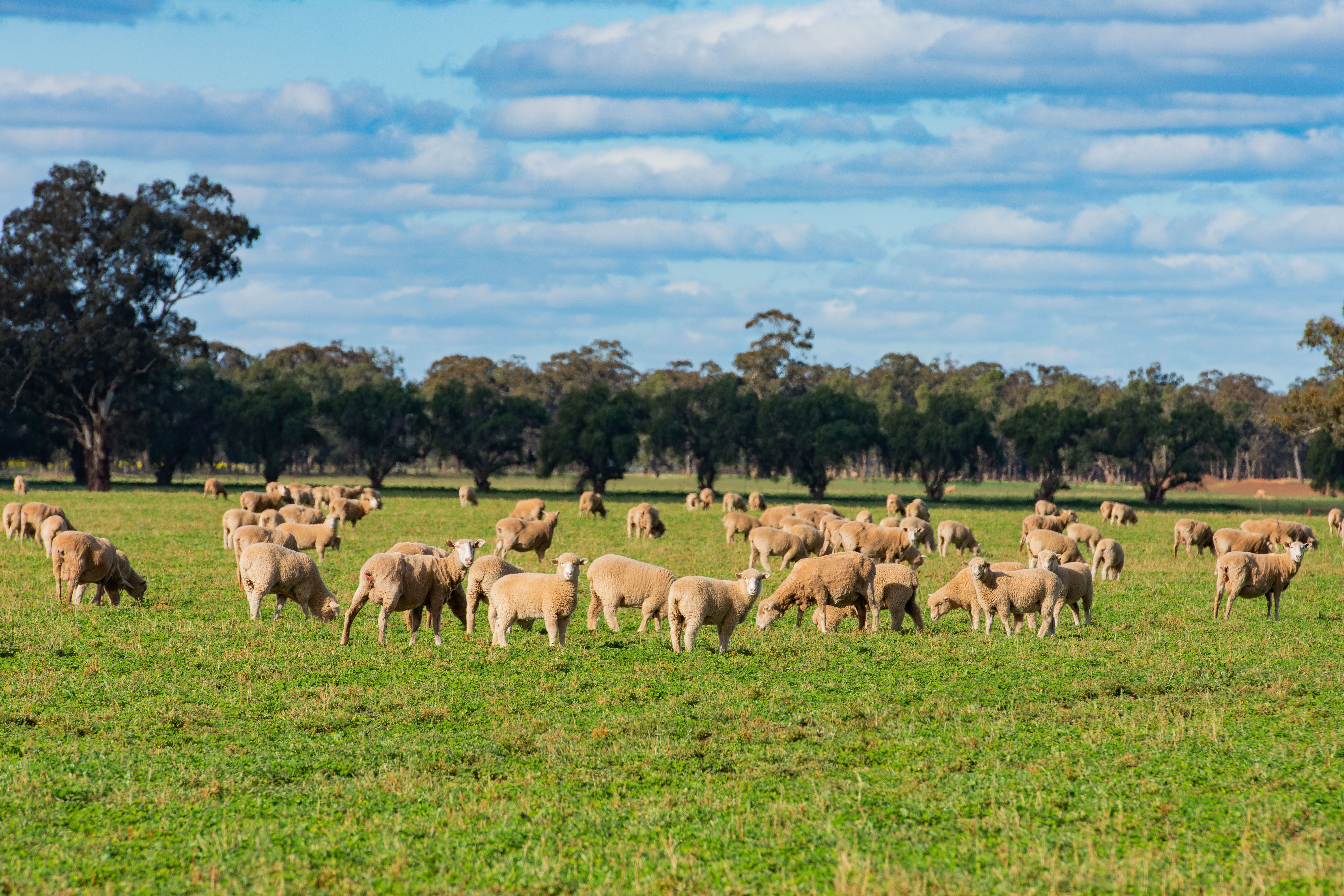 1292 Lower Middle Road, Ganmain Via, Coolamon, NSW 2701