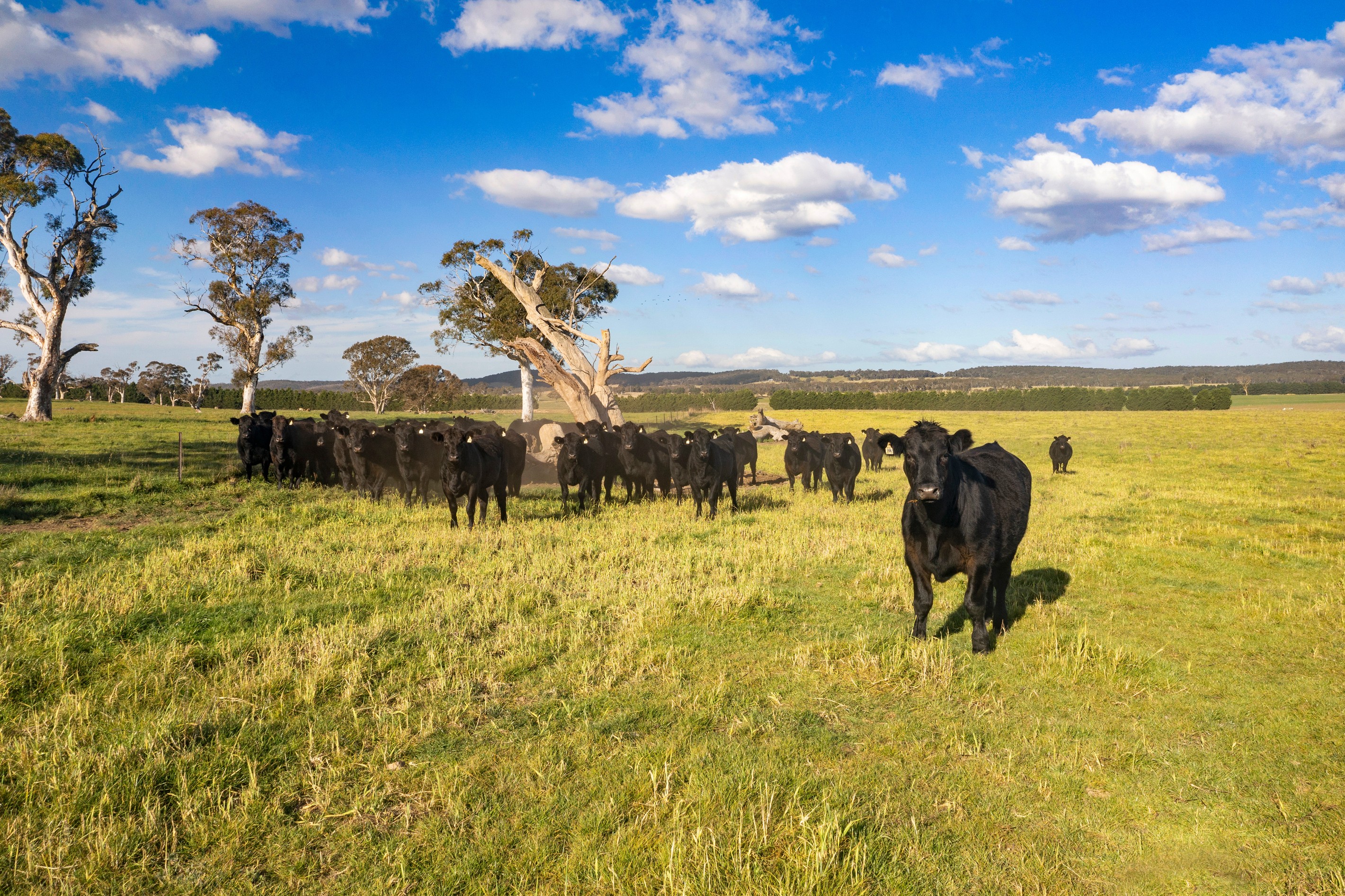 1999 Windellama Road, Goulburn, NSW 2580
