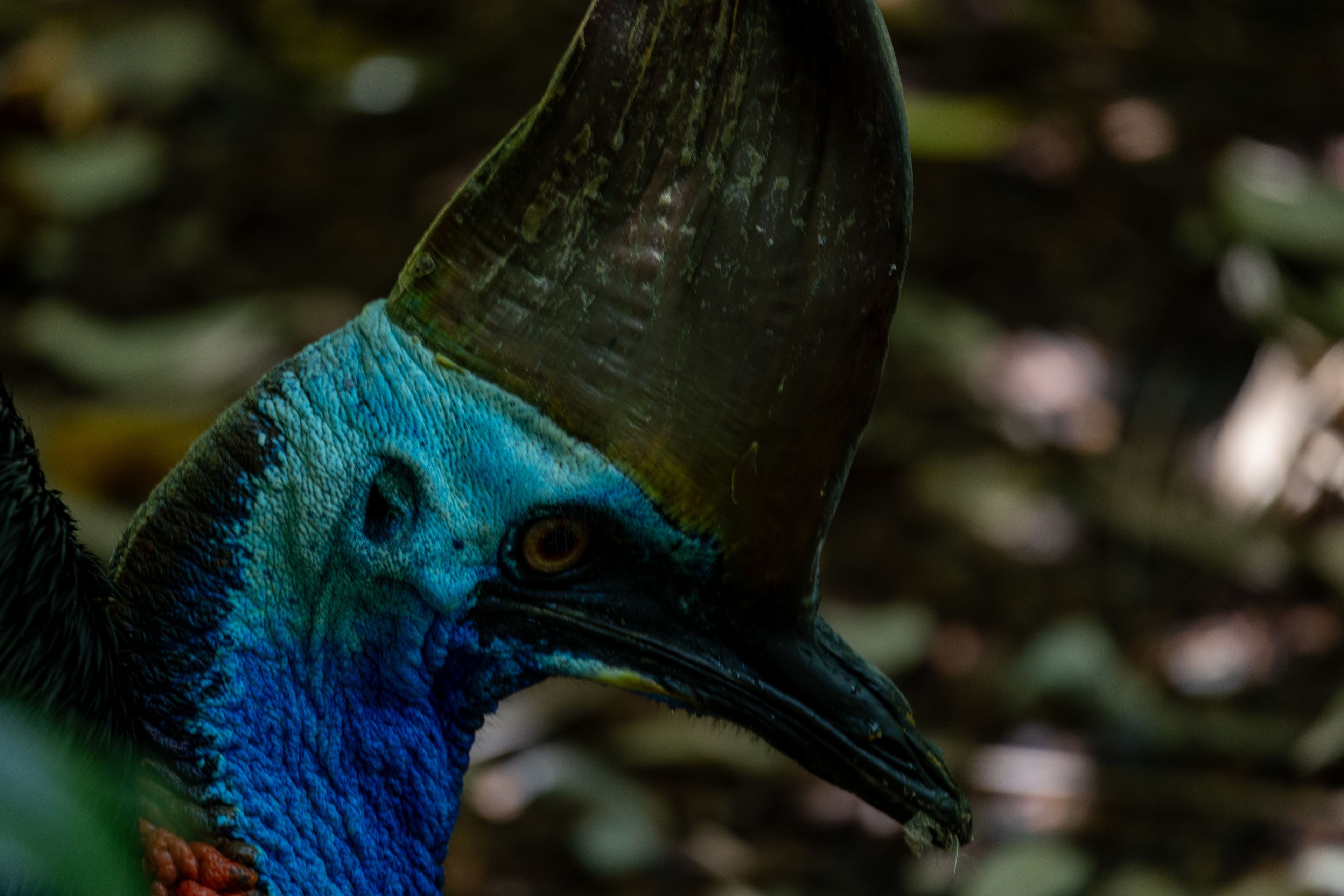 Cassowary, QLD 4873