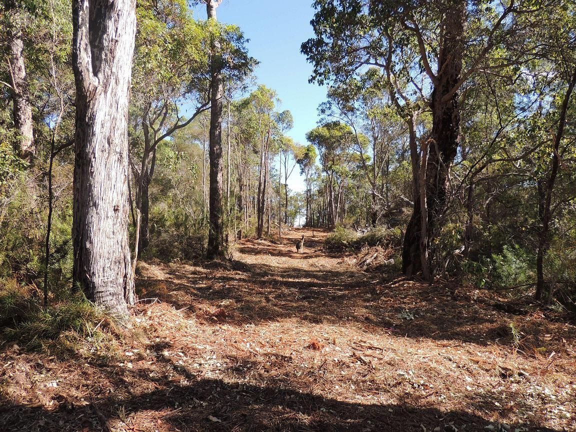Lot 56 Randall Road, Denmark, WA 6333