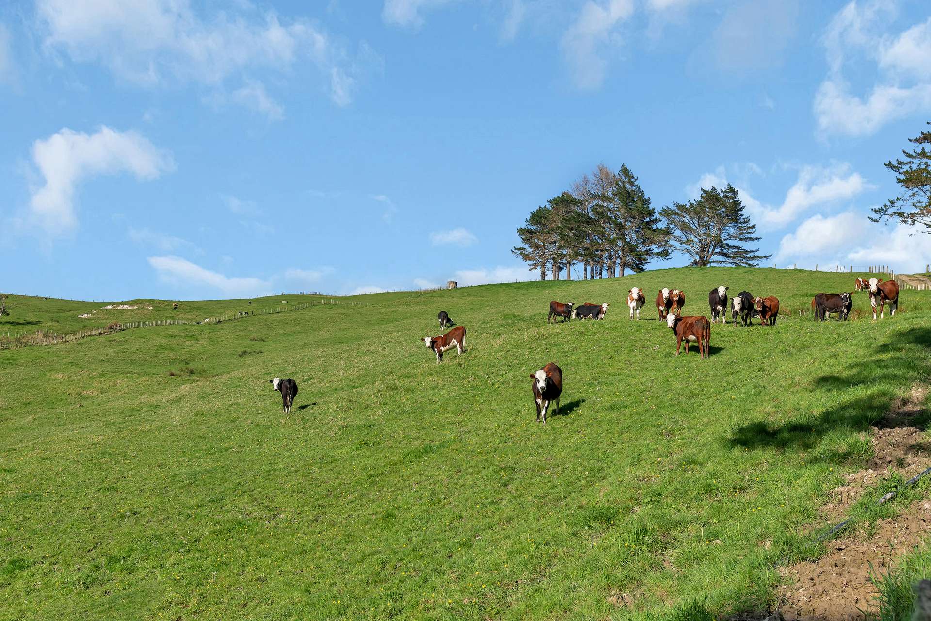 193 Maungakaramea Road photo 5