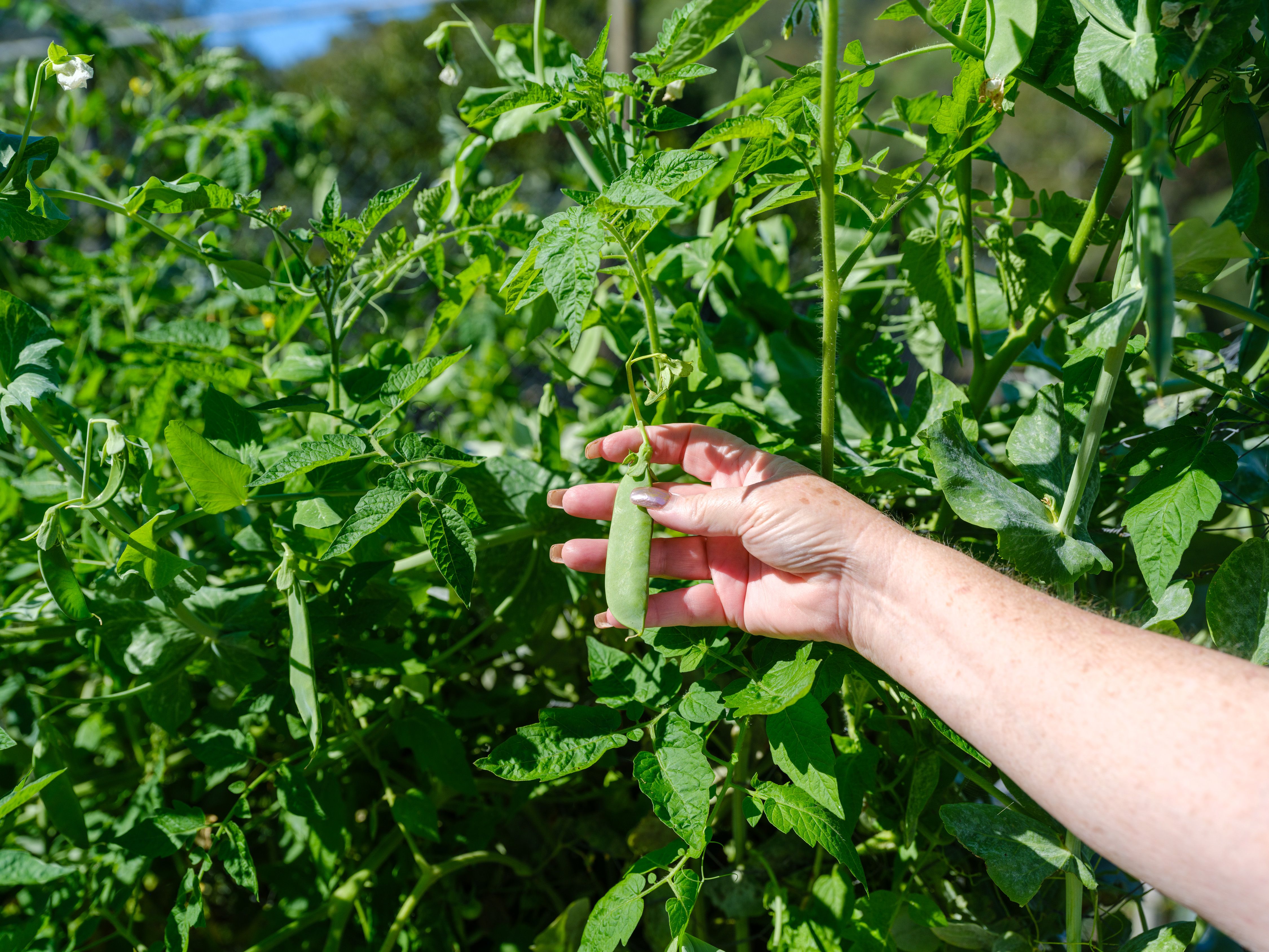 'Thytheholme' - Pringles Farm — photo 18 of 26