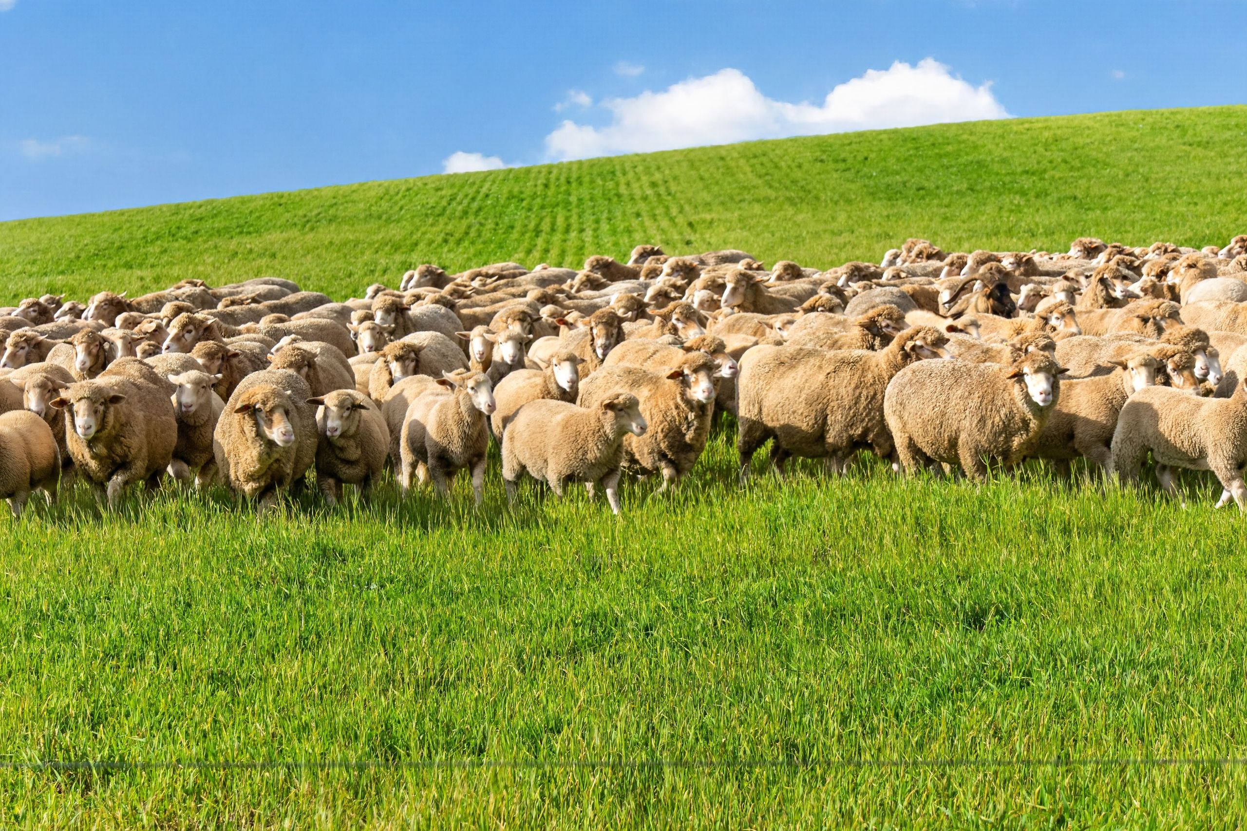 'Eudunda Hill' Thiele Highway — photo from Ray White Rural South Australia