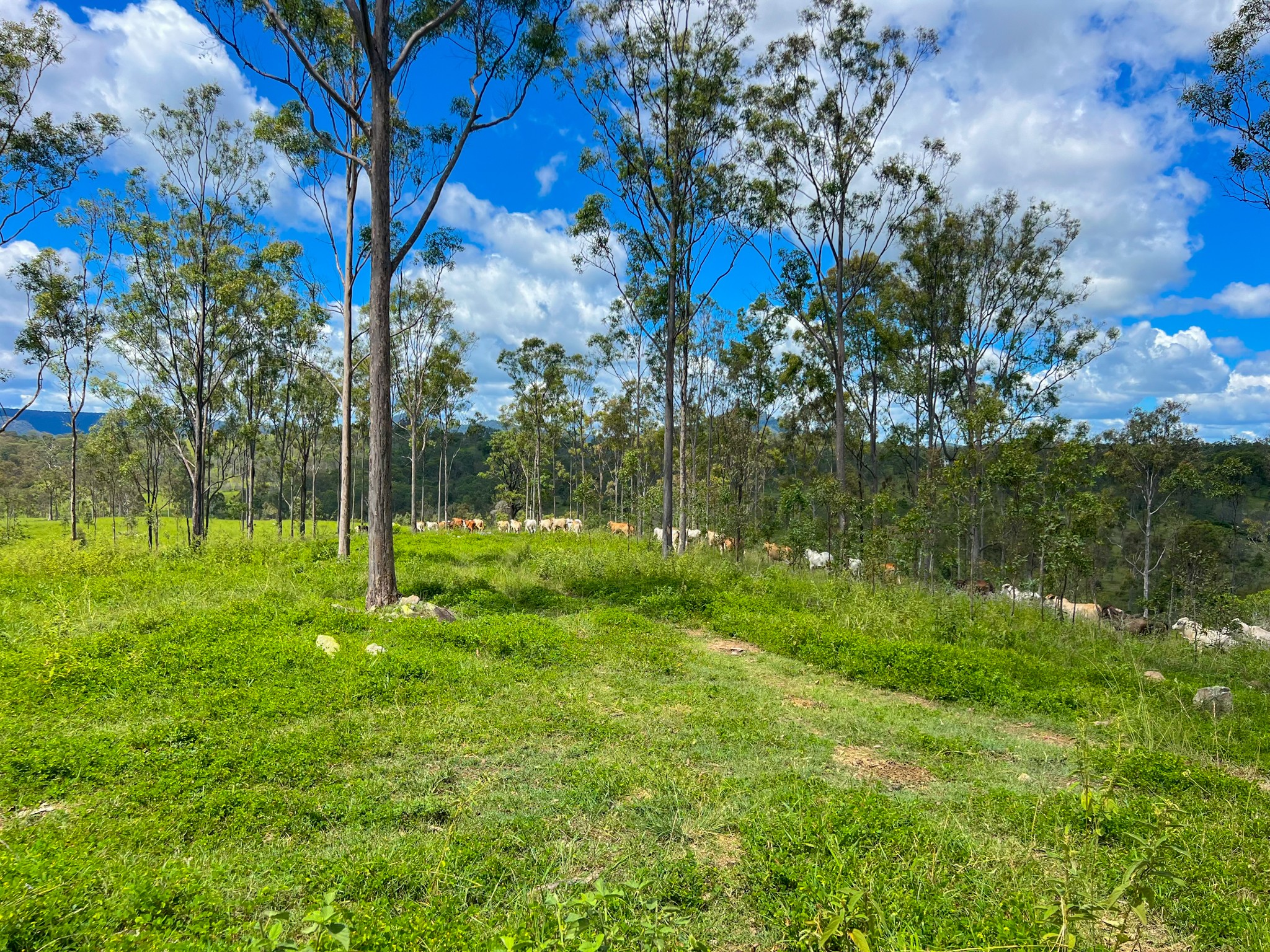 Lot 167 Towns Creek Road, Mount Perry, QLD 4671