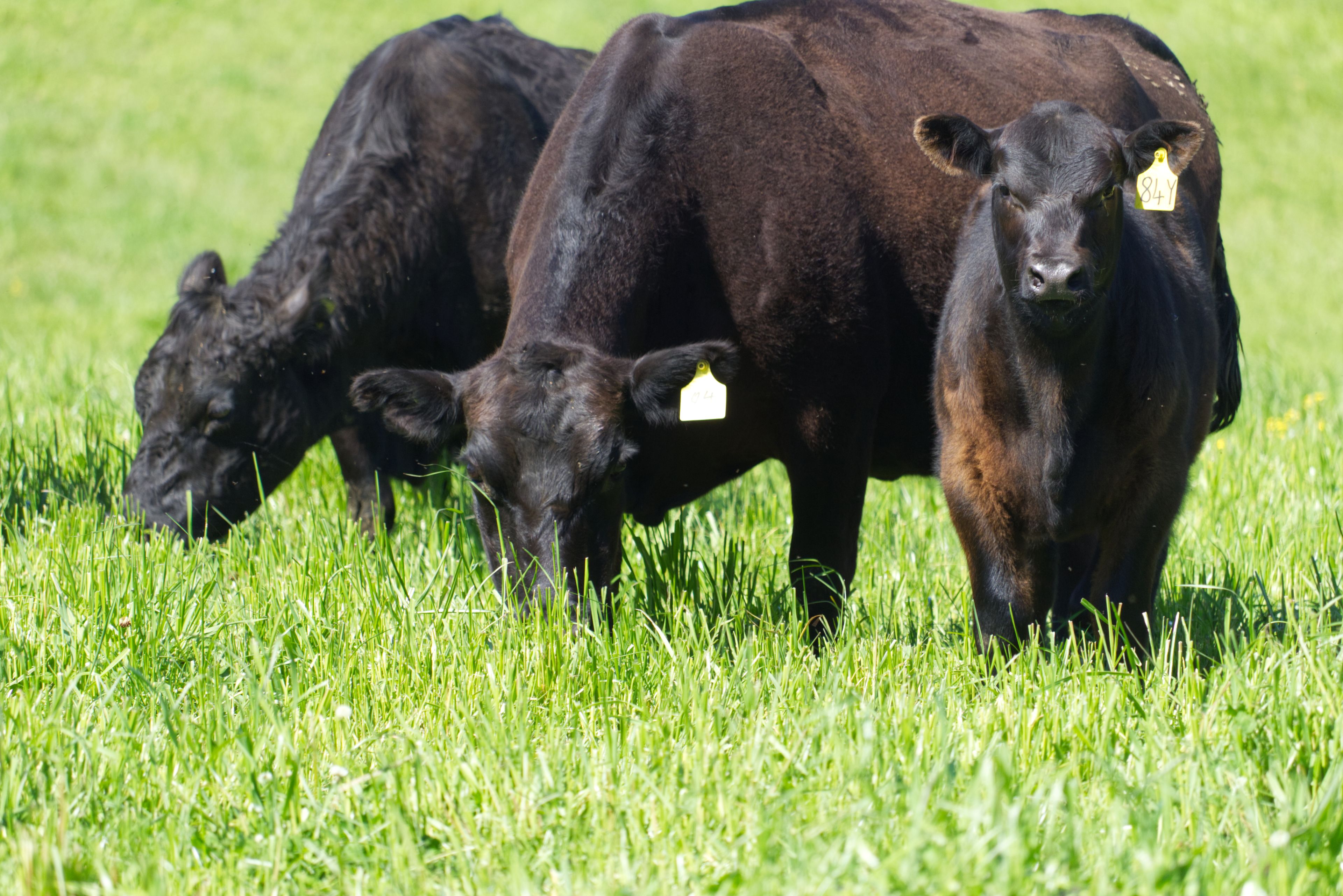 94 Mountain Top Road, Dorrigo, NSW 2453 Sold Rural Dairy Property