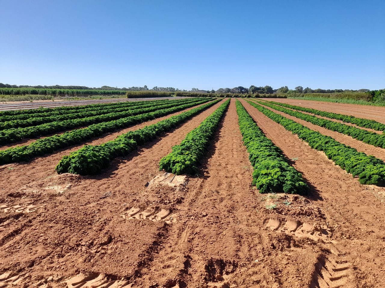 Rural for sale in Carnarvon and nearby Ray White Carnarvon