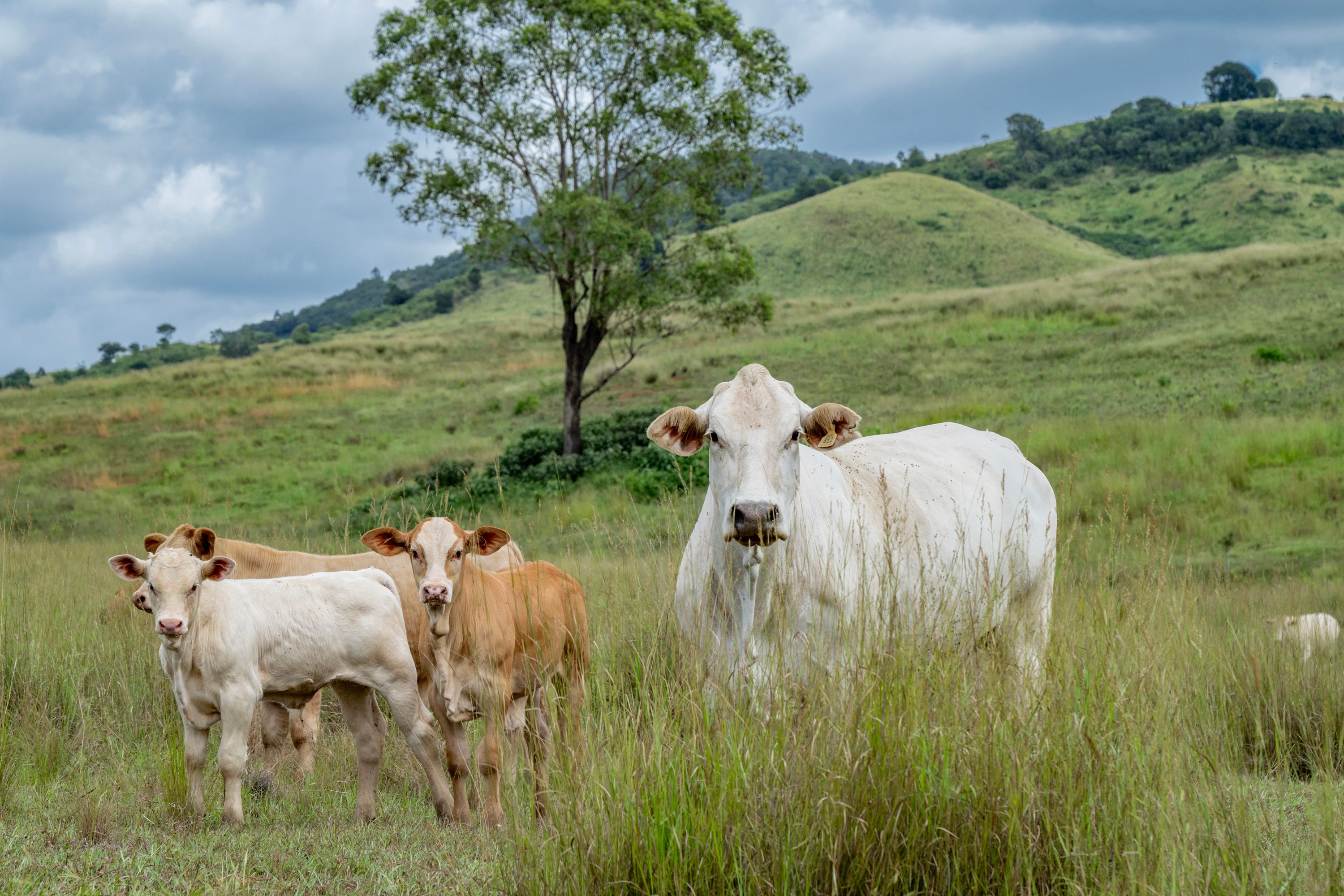 Goomeribong, QLD 4601