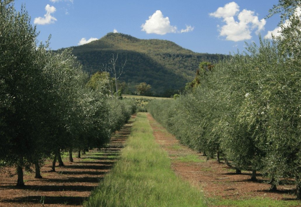* Melilanda Olives, Berrigal, NSW 2390 Rural Horticulture Property for Sale Ray White Rural