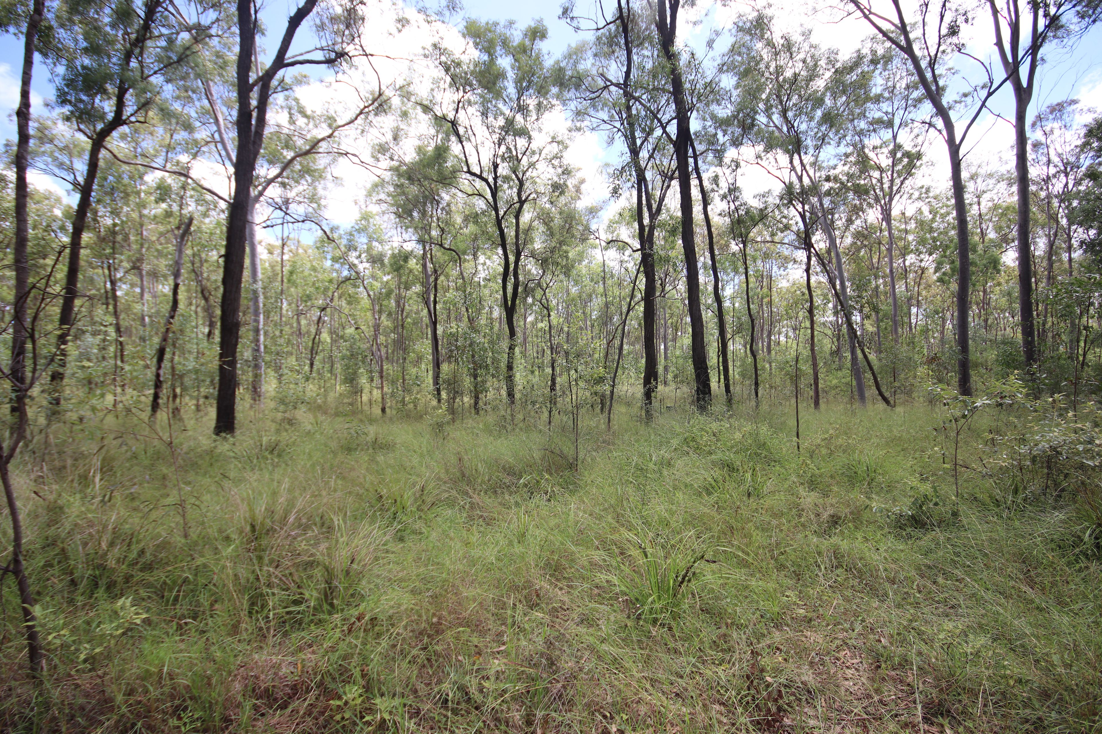 'Greentree' MundubberaDurong Road, Mundubbera, QLD 4626 Rural