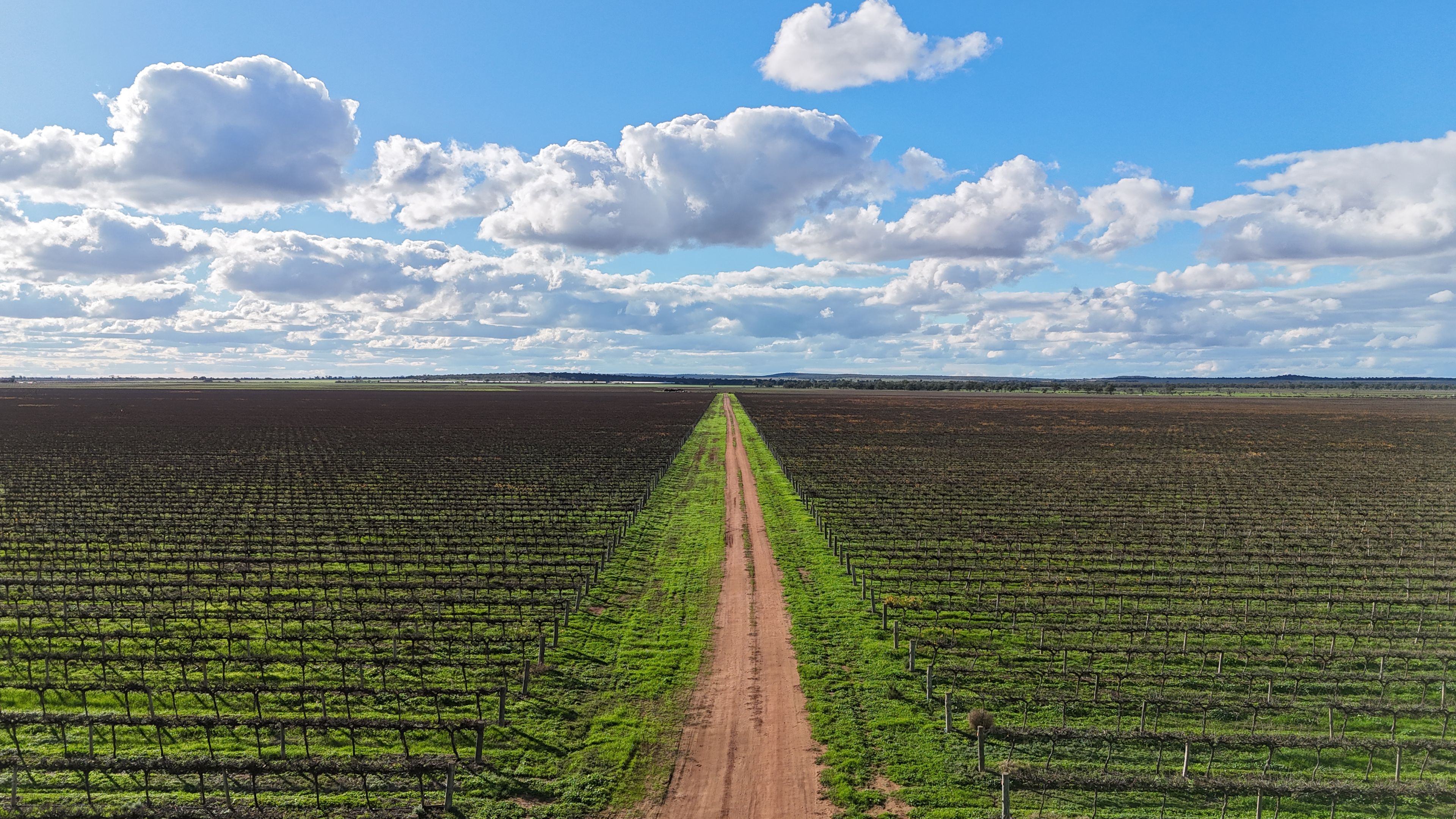 White Road Vineyard Aggregation — photo 7 of 11