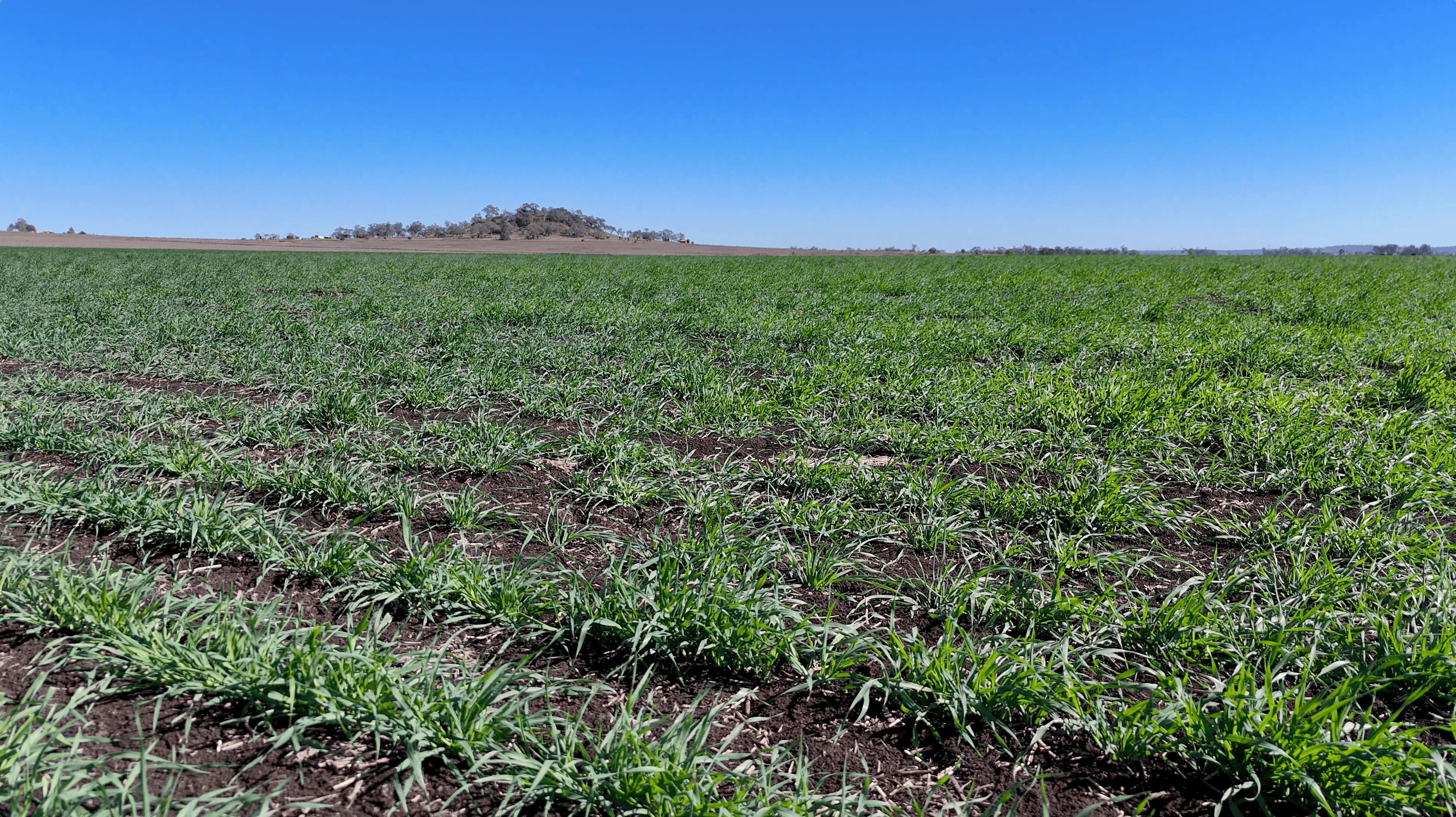 "Mountain Glen" Oakey Pittsworth Road — photo 15 of 30