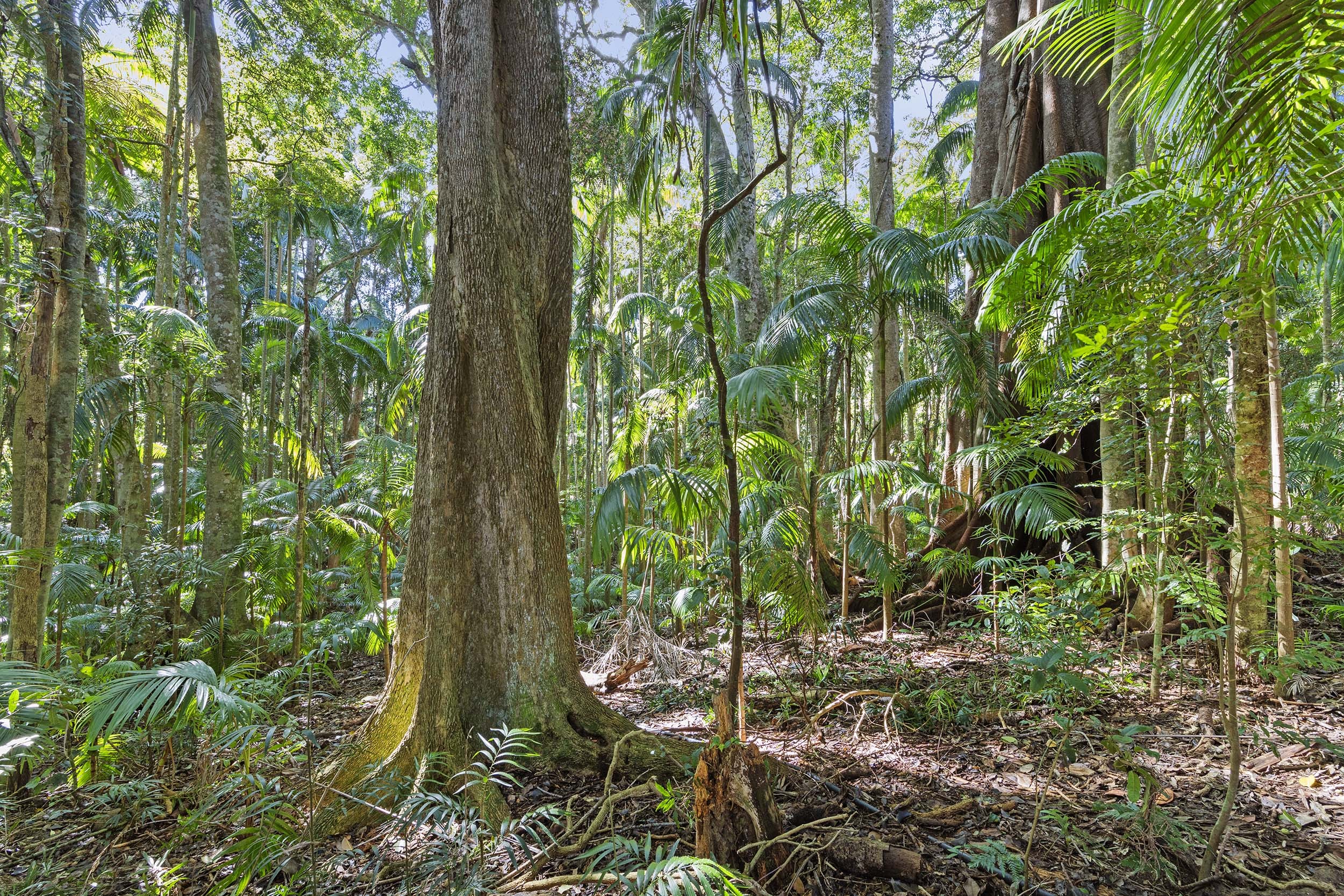 28a Geissmann Street, Tamborine Mountain, QLD 4272