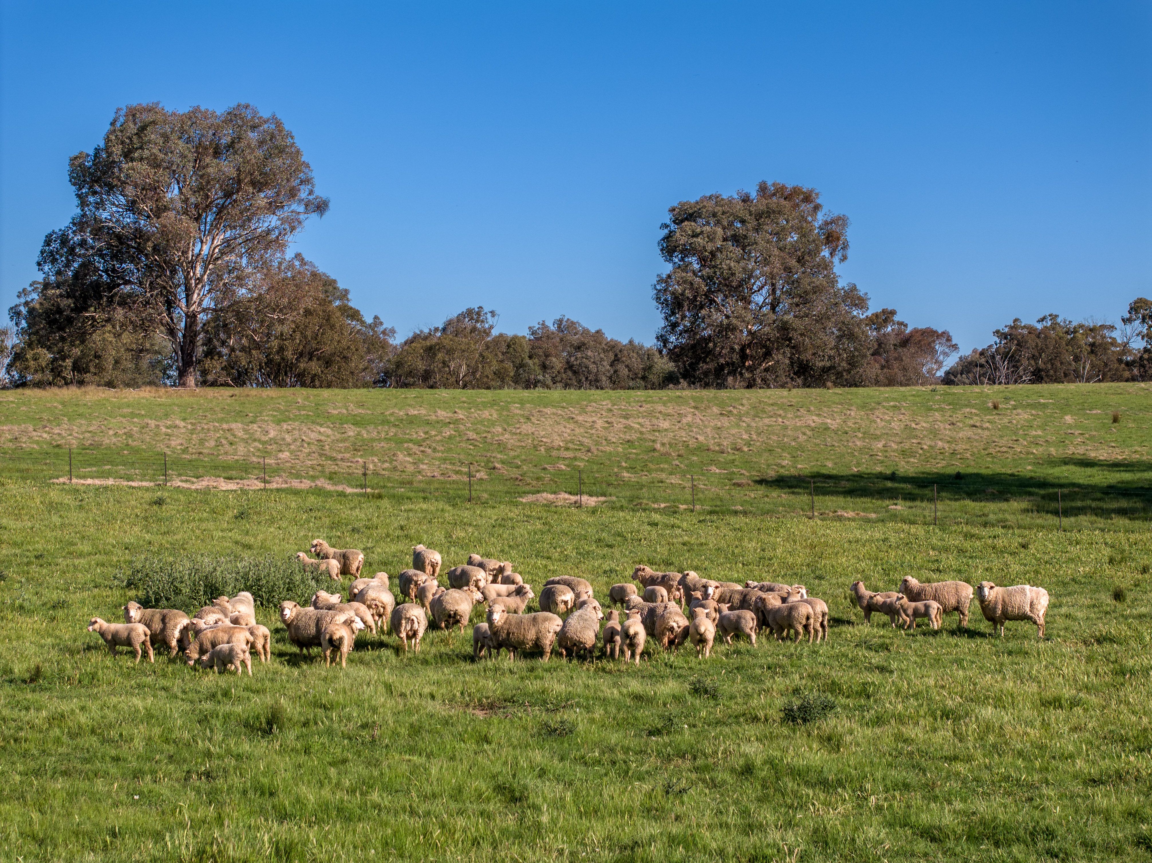 "Avonlea" 156 Comatawa Road, Tarcutta, NSW 2652 Sold Rural Mixed