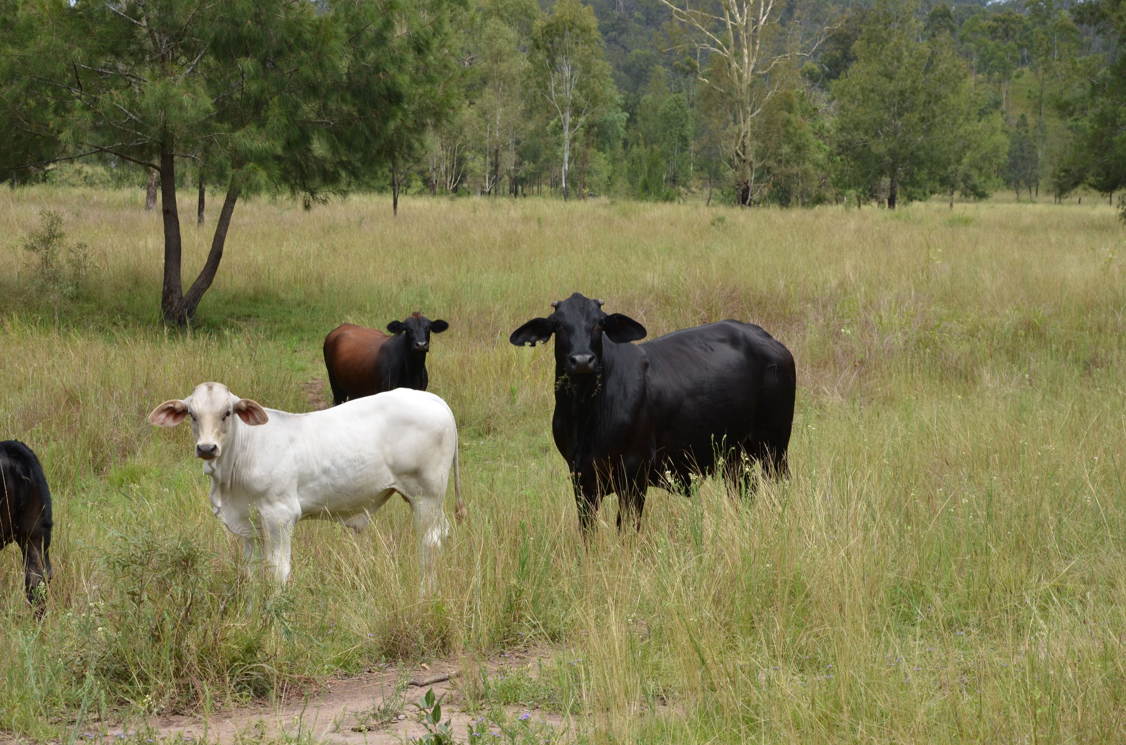3759 Gayndah Mount Perry Road, Mingo, QLD 4625