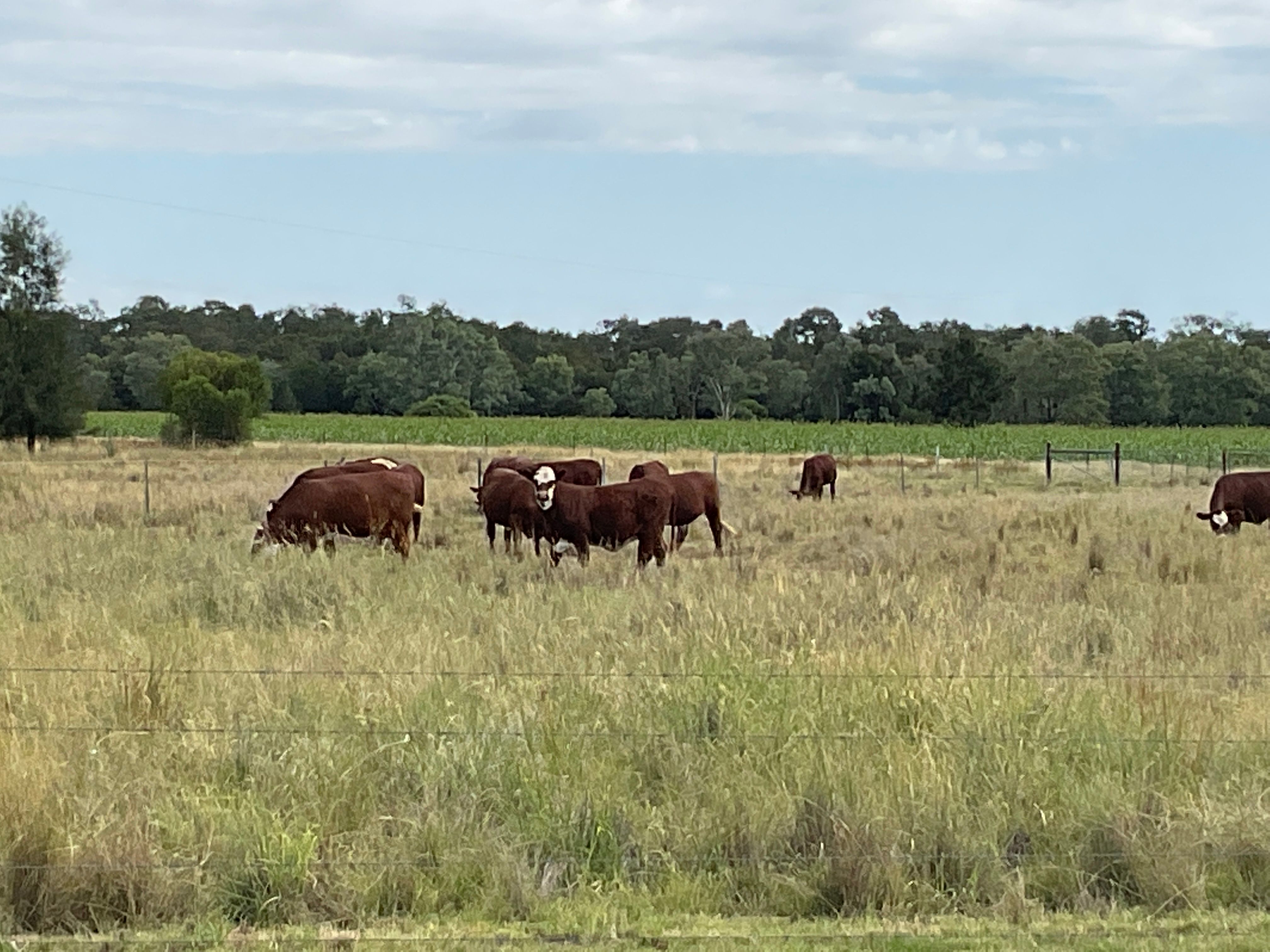 579 Hannaford North Road, Hannaford, QLD 4406