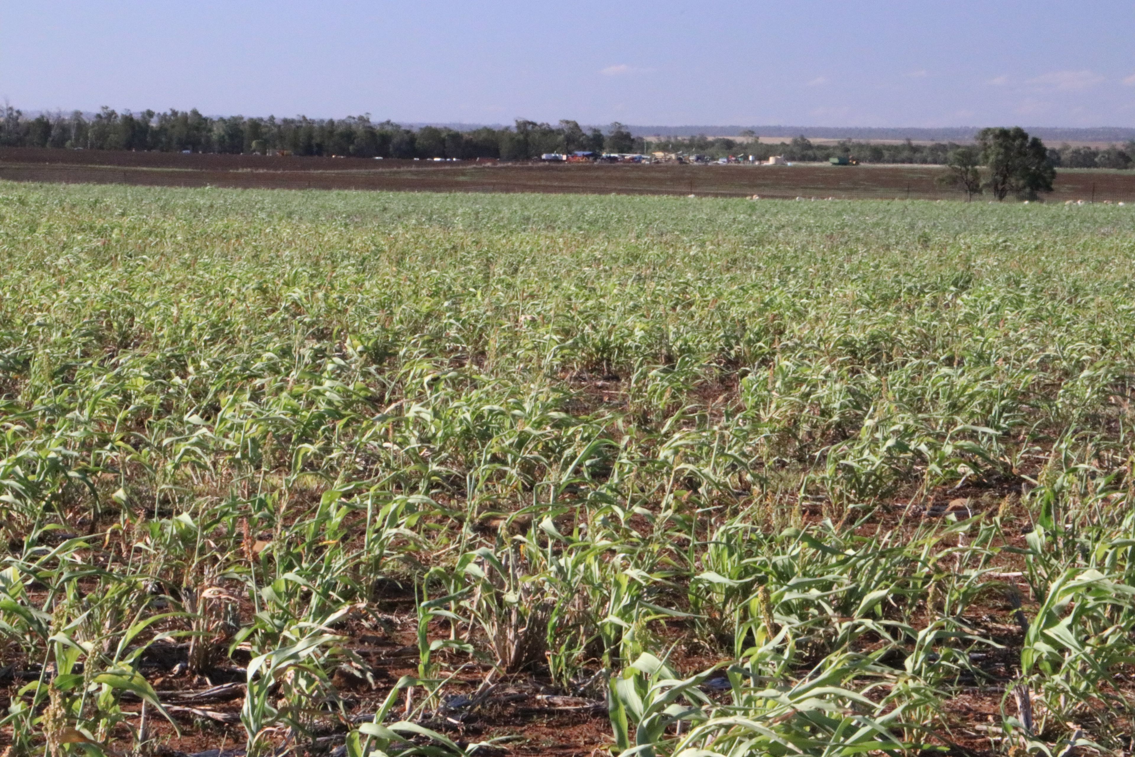 0 Mount Abundance Road, Roma, QLD 4455