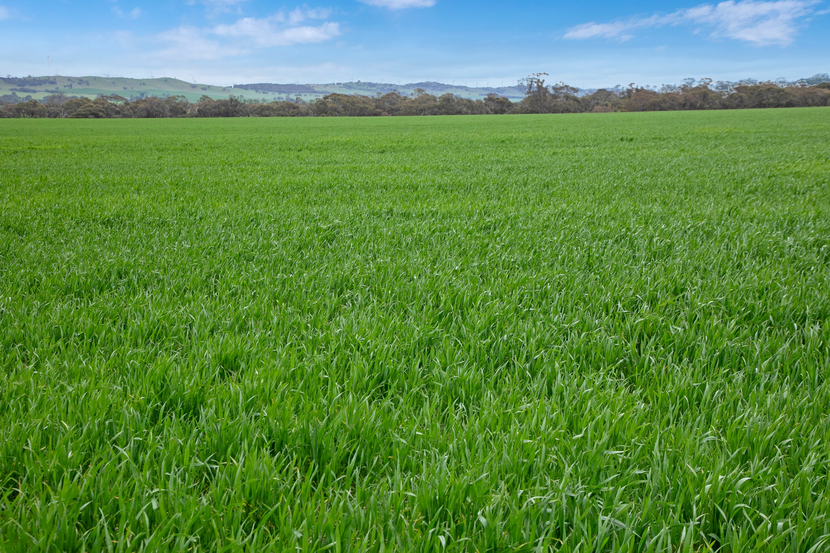 'Knowlings' Williams Road, Tothill Creek, SA 5413