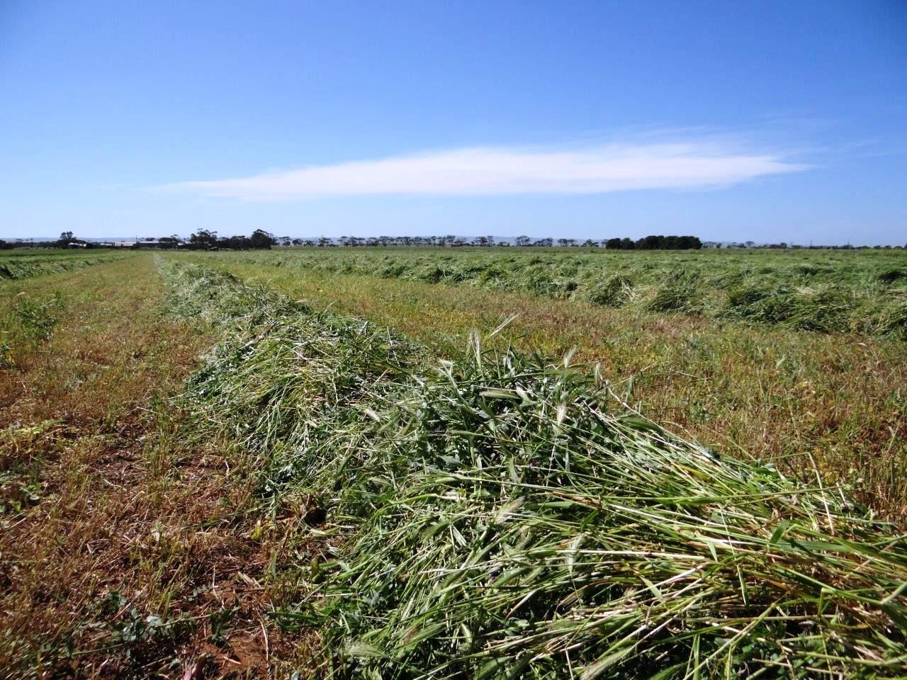Blyth Road, BLYTH, SA 5462
