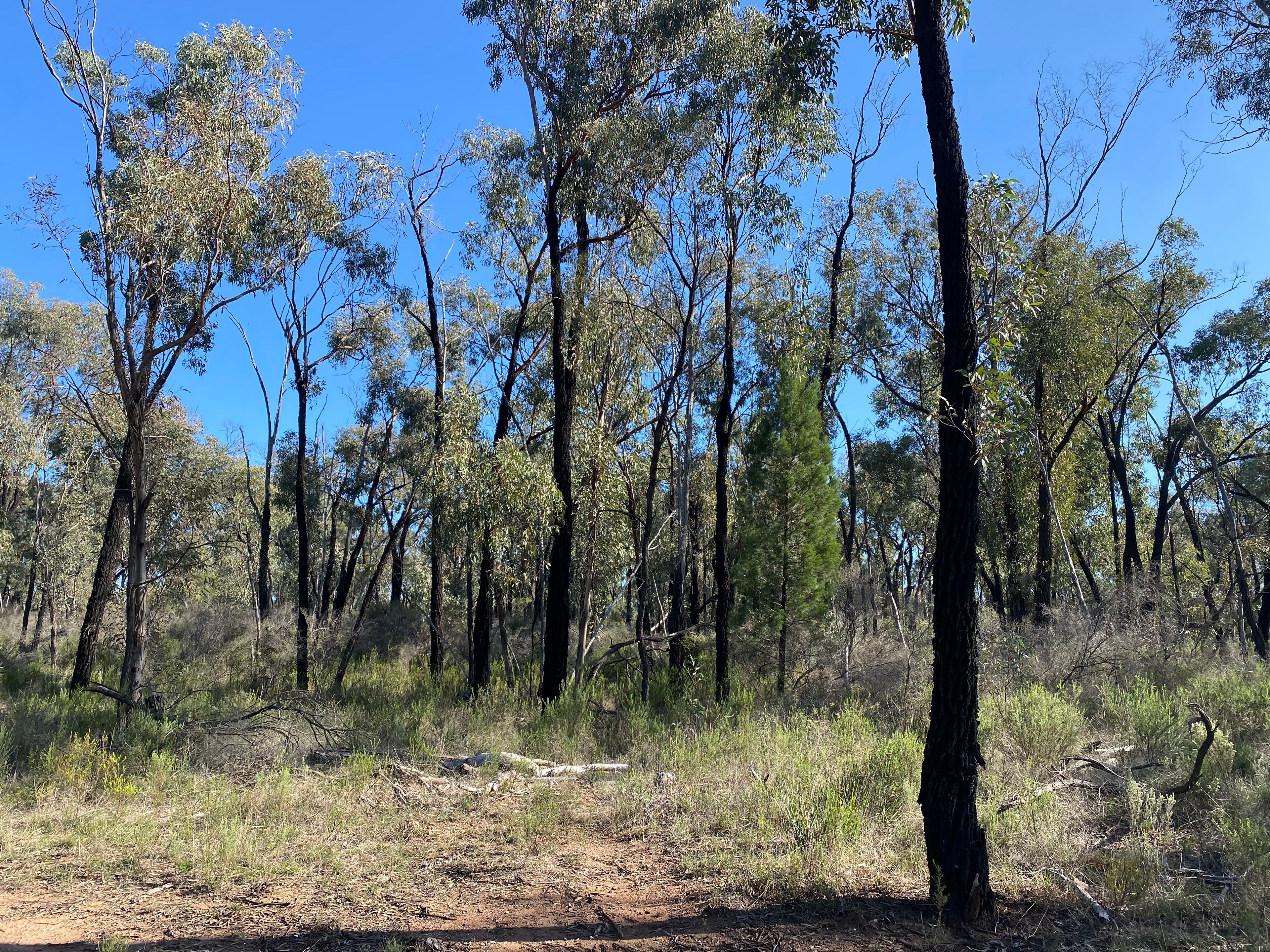 Lot 16 DP752086 Carlisle Road, Fifield, NSW 2875