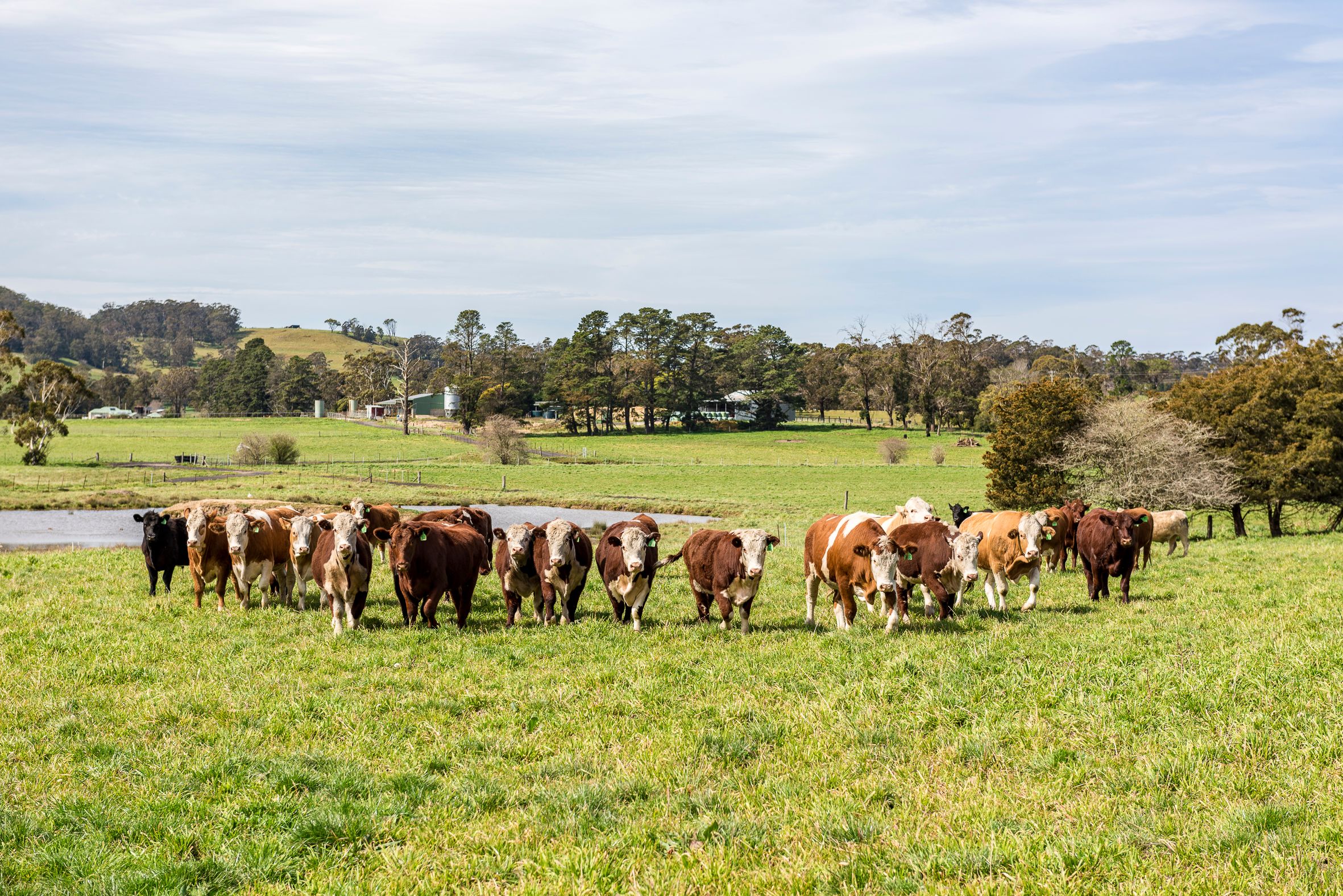662 Sheepwash Road, Avoca, NSW 2577 Sold Rural Livestock Property Ray White Bowral